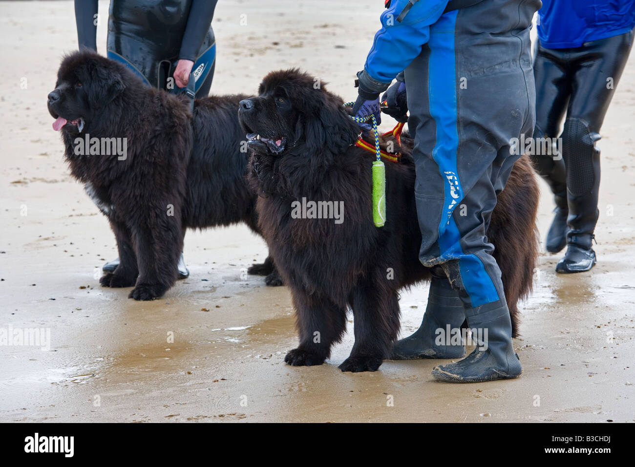 Newfoundland Dogs trained for sea rescue on Beach Stock Photo