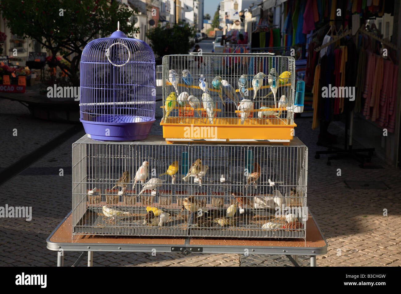 real birds for sale