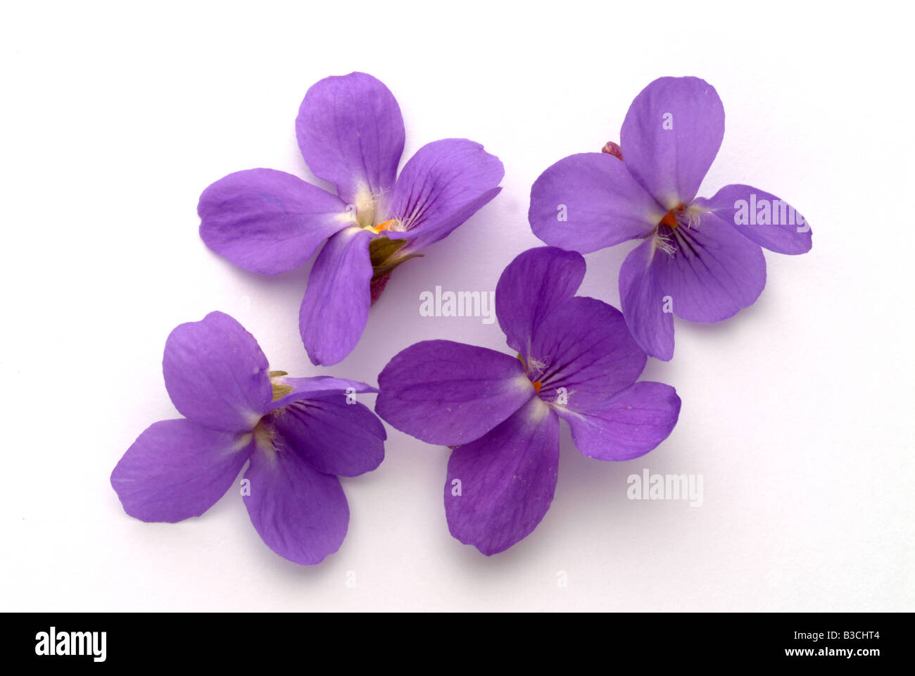 Blossom of the medicinal plant Violet Viola odorata Viola mammola Stock