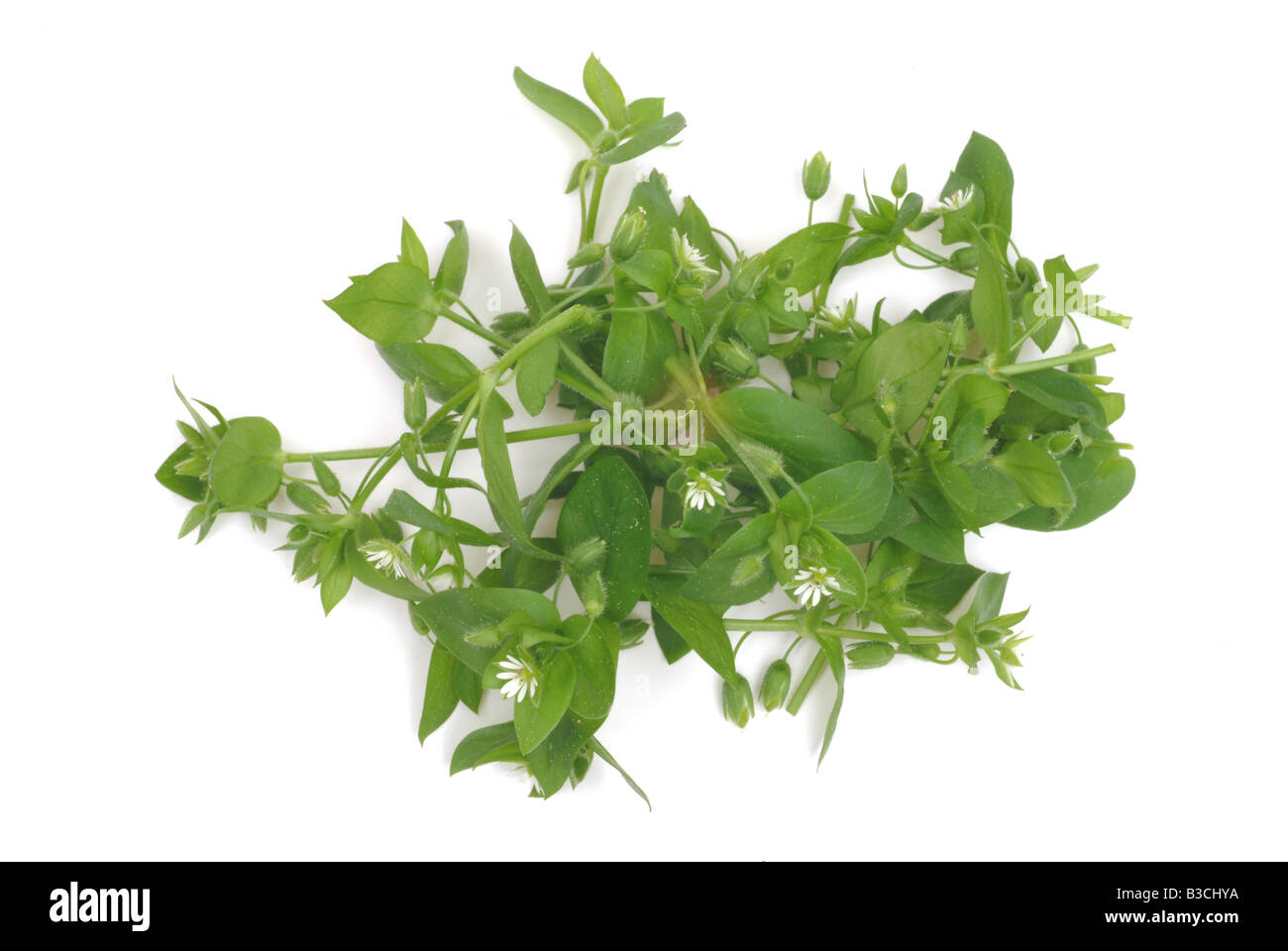 Chickweed medicinal plant herb Stellaria media Centocchio Stock Photo
