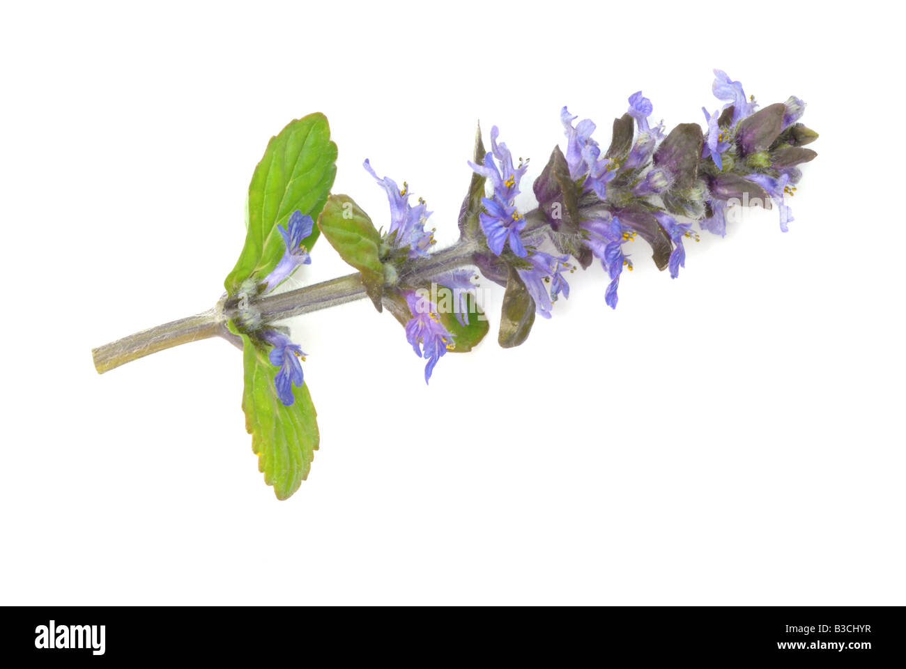 Ajuga reptans Bugle medicinal plant herb Bugula Stock Photo