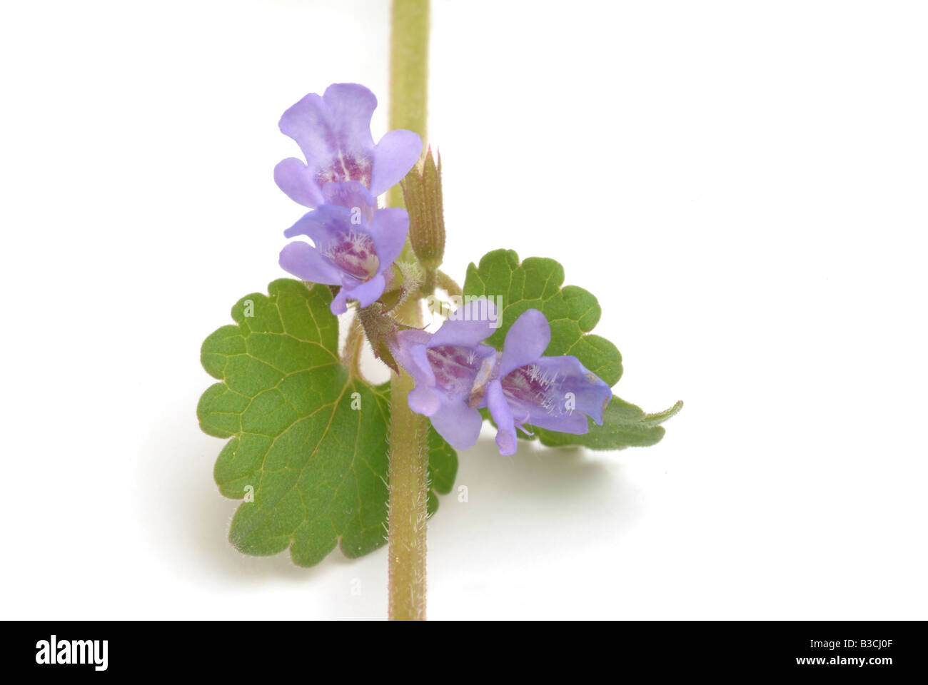 medicinal plant Ground ivy Glechoma hederacea Stock Photo - Alamy