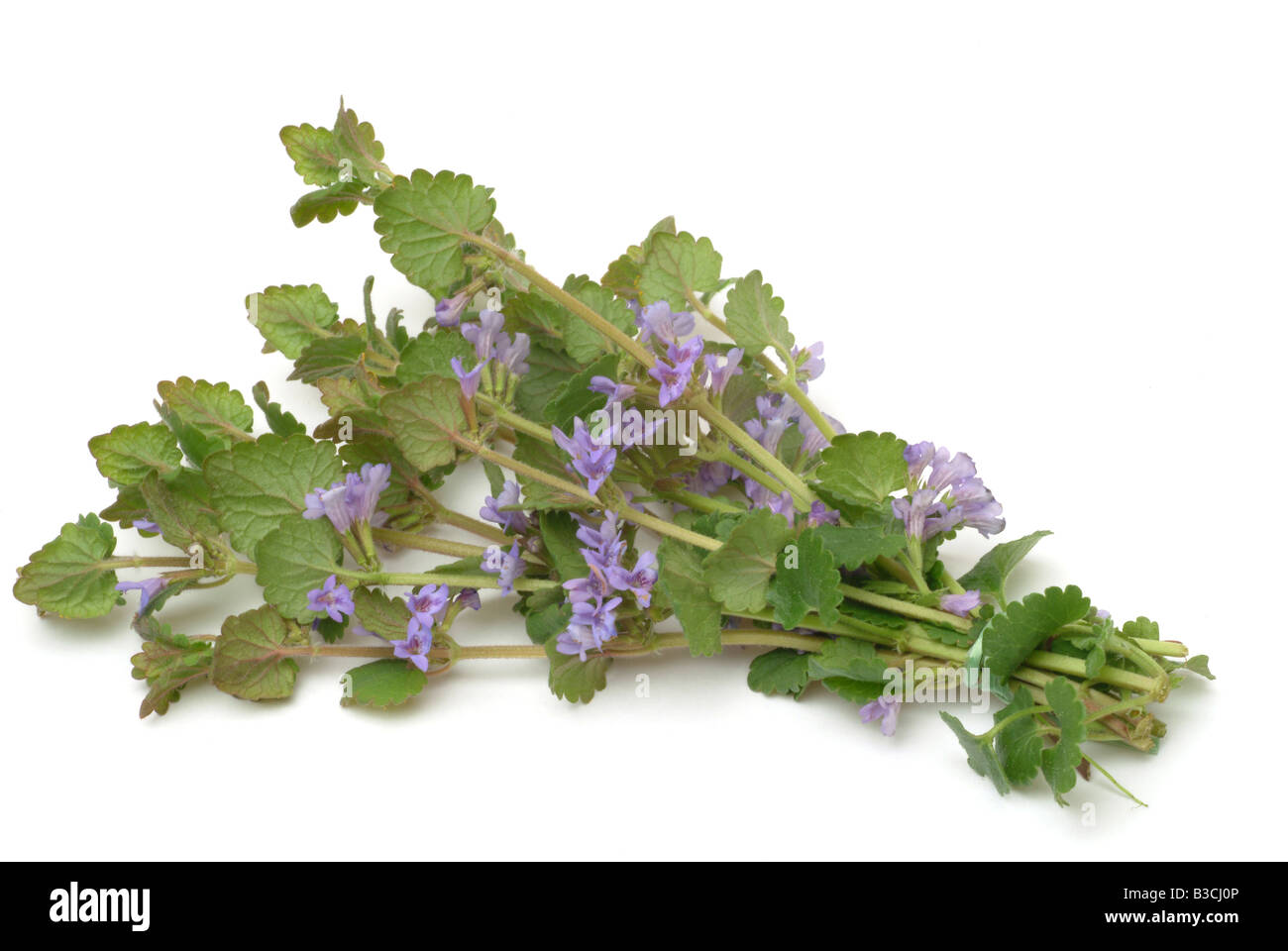 medicinal plant Ground ivy Glechoma hederacea Stock Photo