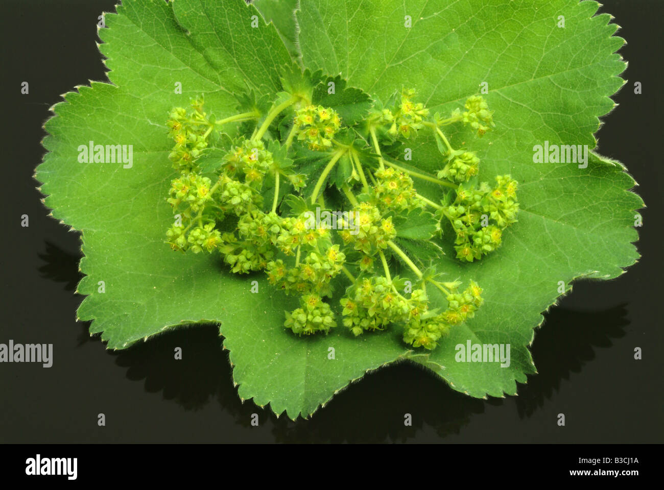 medicinal plant Alchemilla Lady s mantle Alchemilla vulgaris Stock Photo