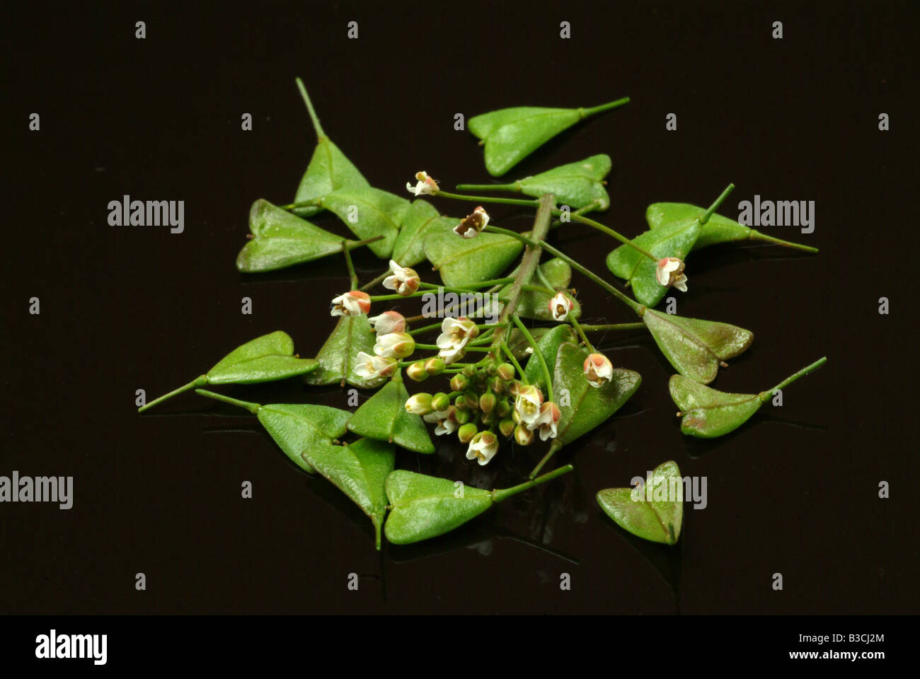 medicinal plant Shepherd s Purse Capsella Capsella bursa pastoris Stock Photo