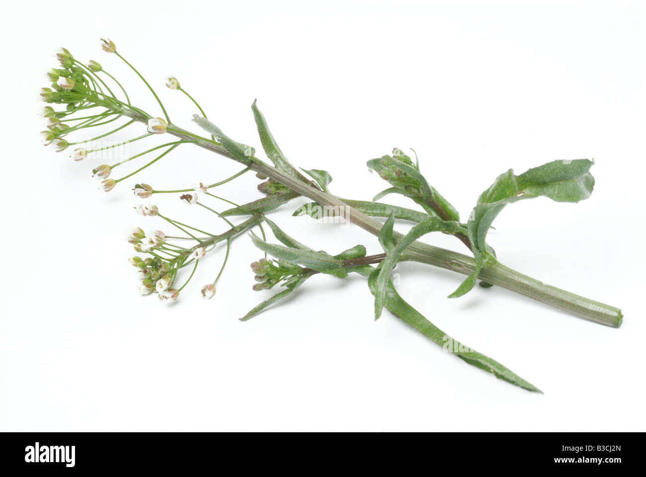 medicinal plant Shepherd s Purse Capsella Capsella bursa pastoris Stock Photo