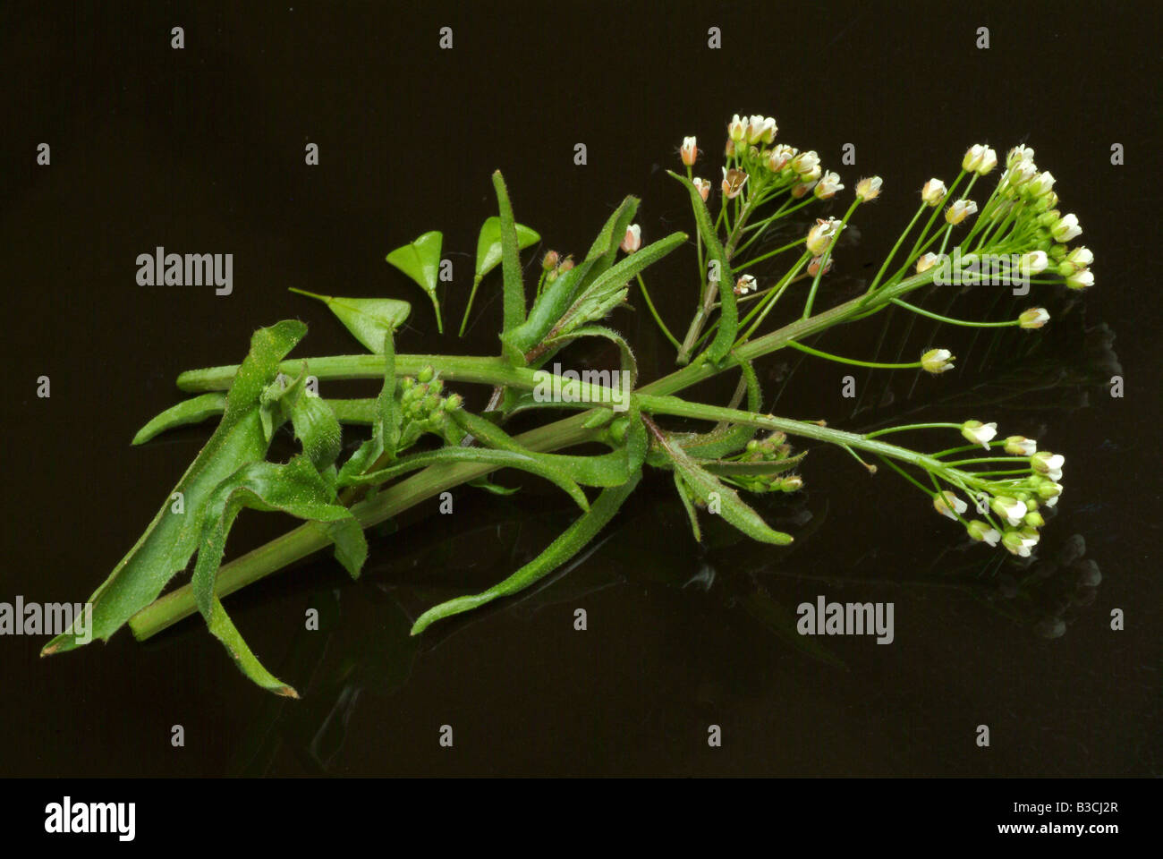 medicinal plant Shepherd s Purse Capsella Capsella bursa pastoris Stock Photo
