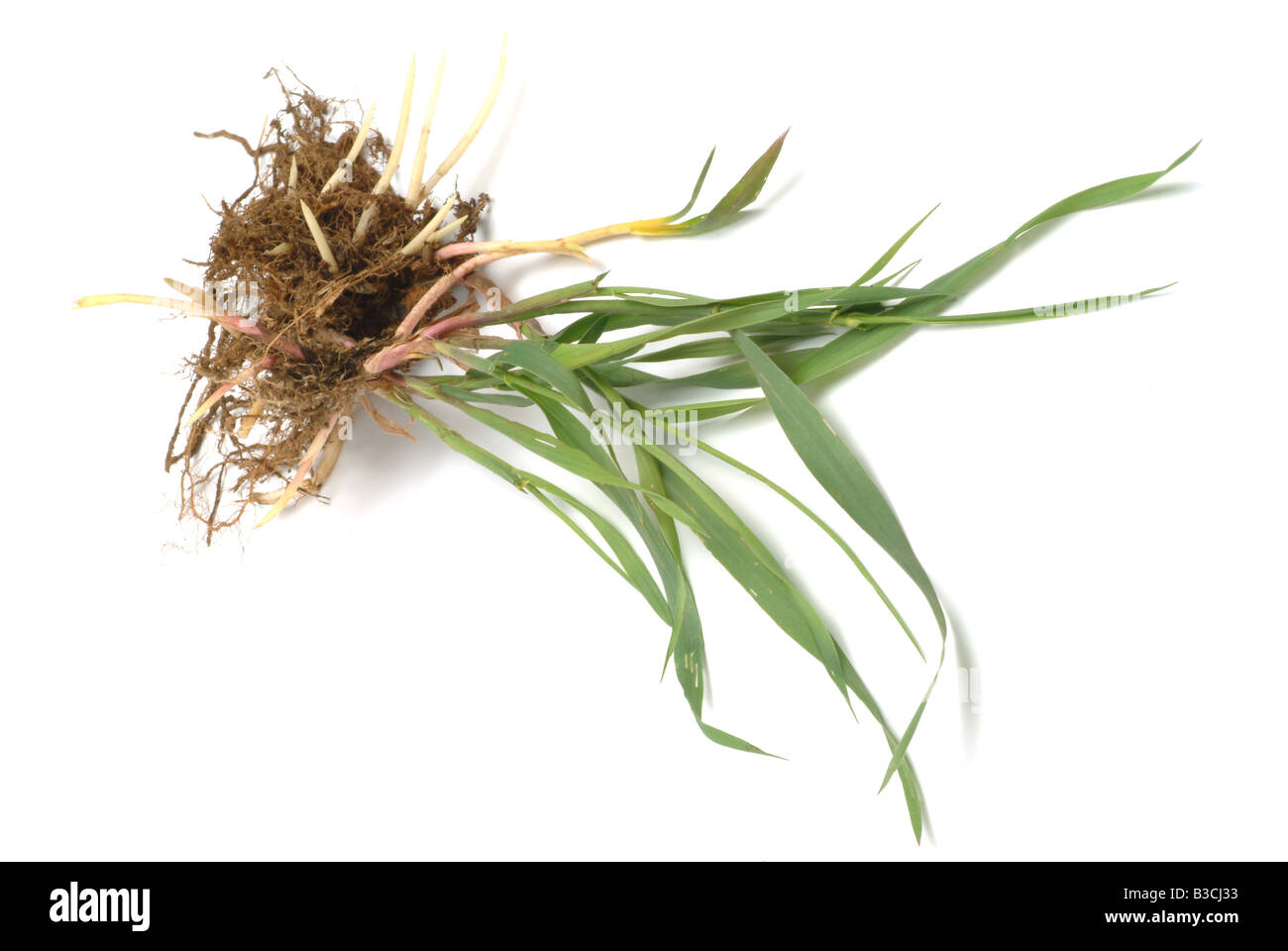 medicinal plant Agropyron repens Agrophyrum Elymus repens Common Couch couch grass twitch grass quick grass camprinella gramigna Stock Photo