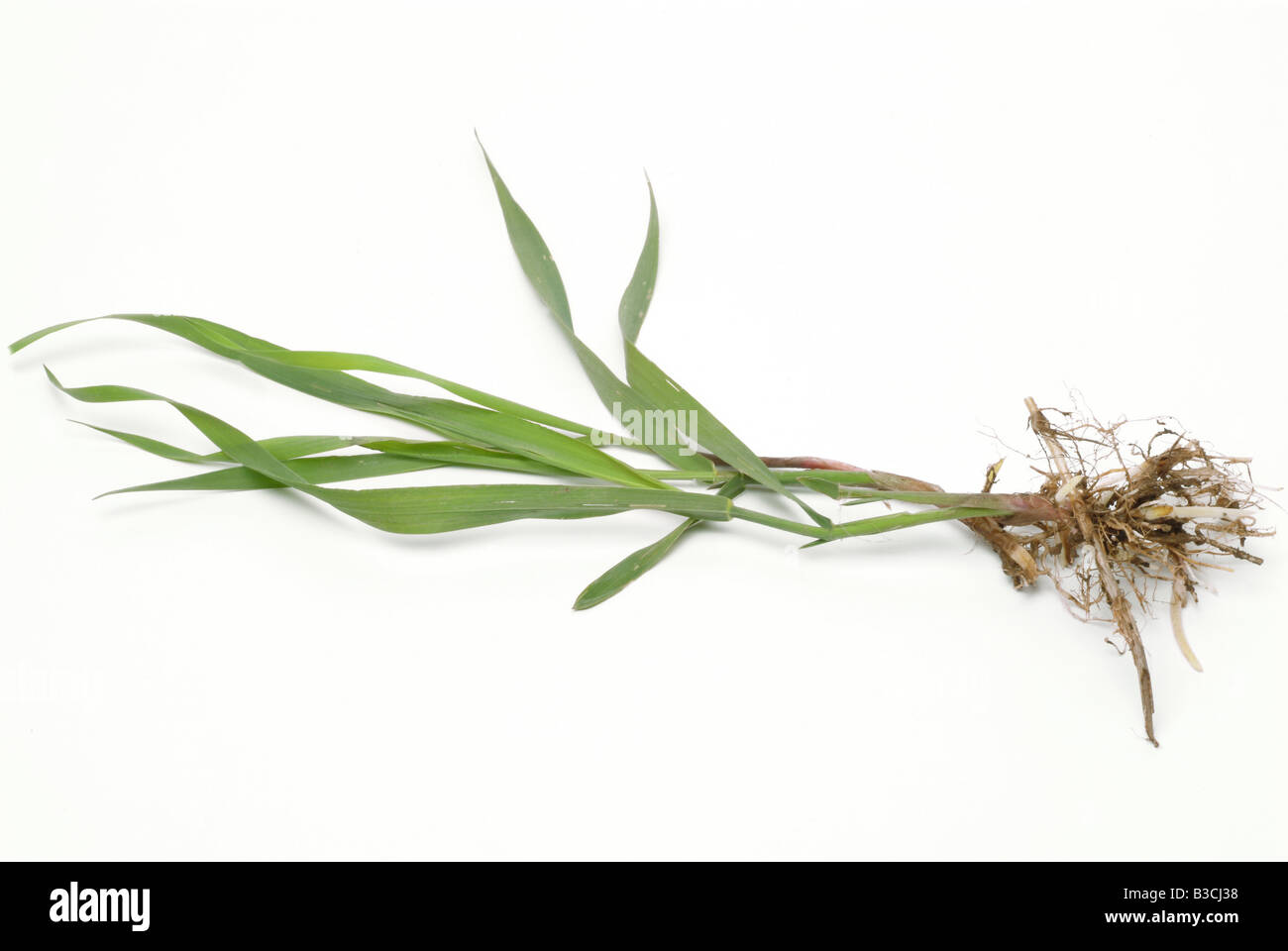 medicinal plant Agropyron repens Agrophyrum Elymus repens Common Couch couch grass twitch grass quick grass camprinella gramigna Stock Photo