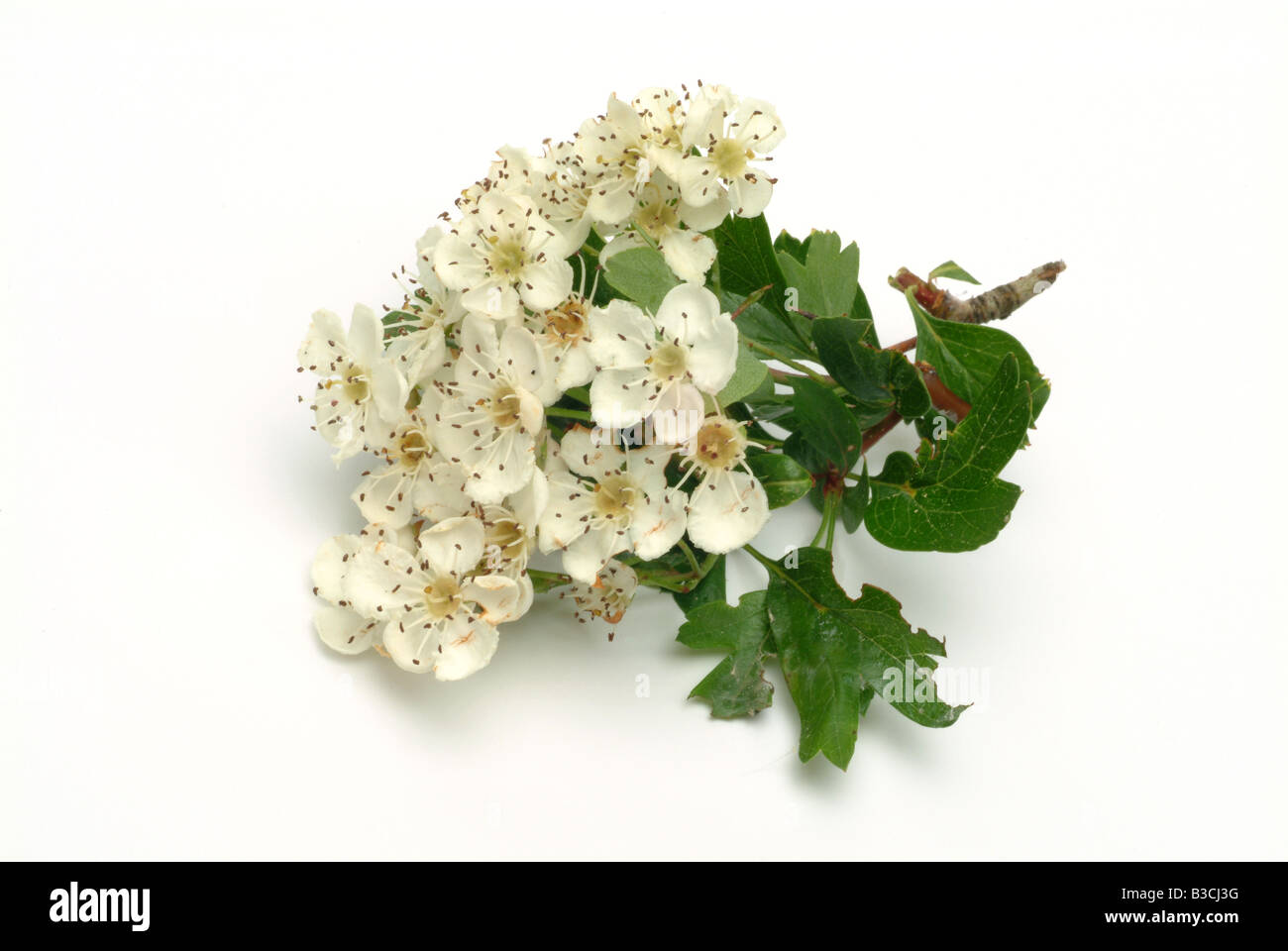 medicinal palnt Close up of the flowers of Common Hawthorn commonly known as may or mayblossom Crataegus Stock Photo