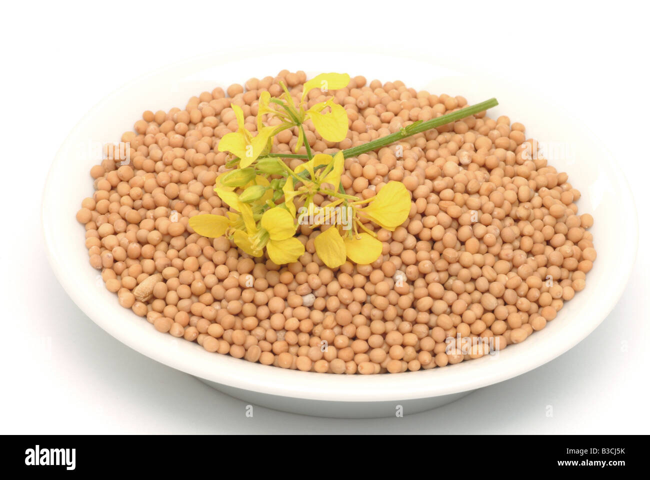 medicinal plant White mustard Yellow mustard Sinapis alba Brasscia alba Stock Photo Alamy