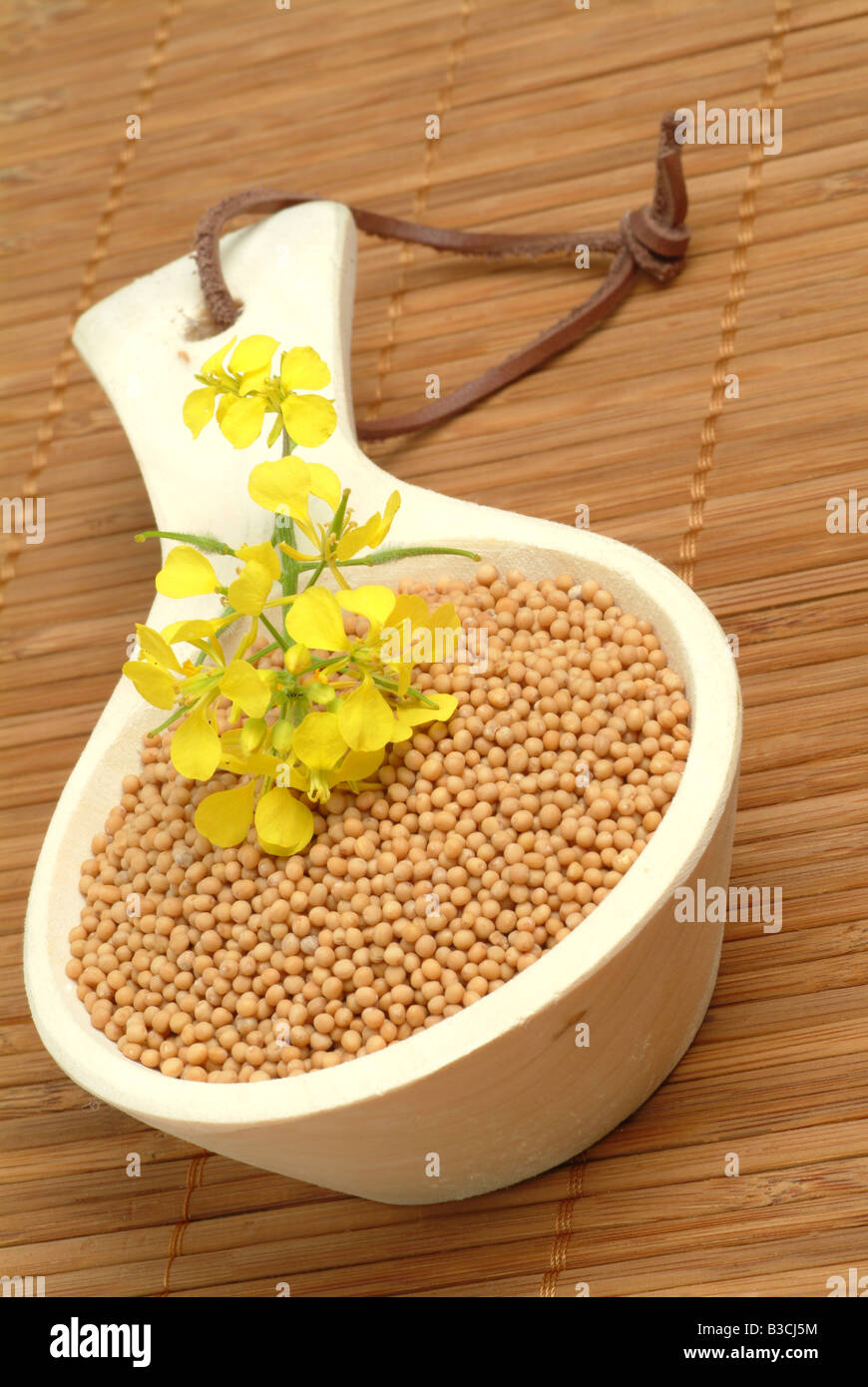 medicinal plant White mustard Yellow mustard Sinapis alba Brasscia alba Stock Photo