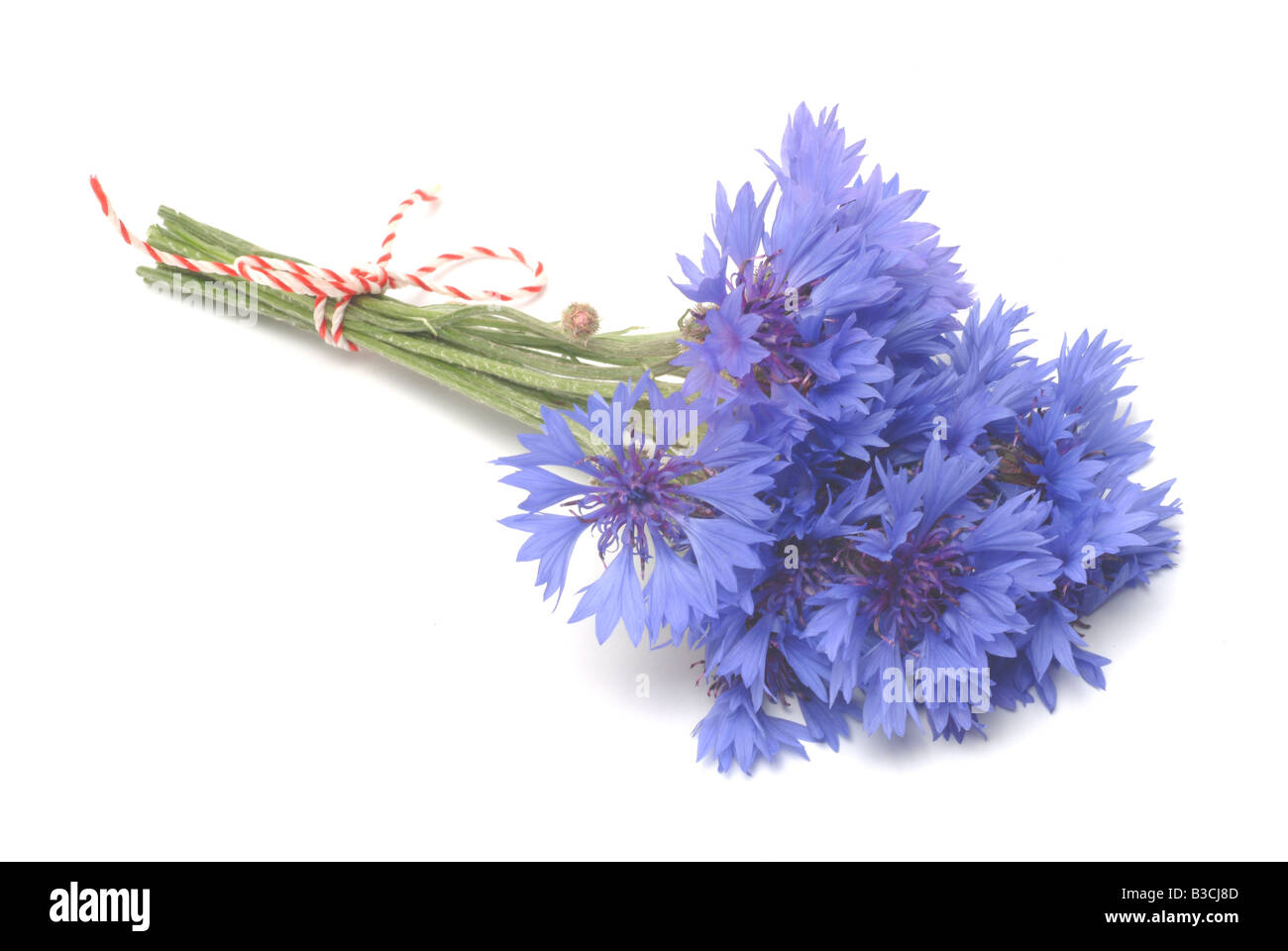 medicinal plant Cornflower Centaurea cyanus Stock Photo