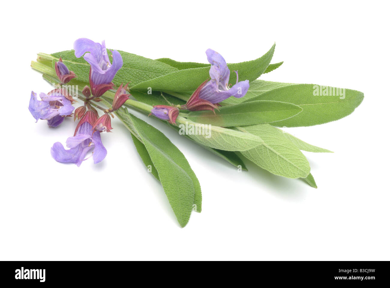 medicinal plant Common Sage Sage Salvia officinalis Stock Photo