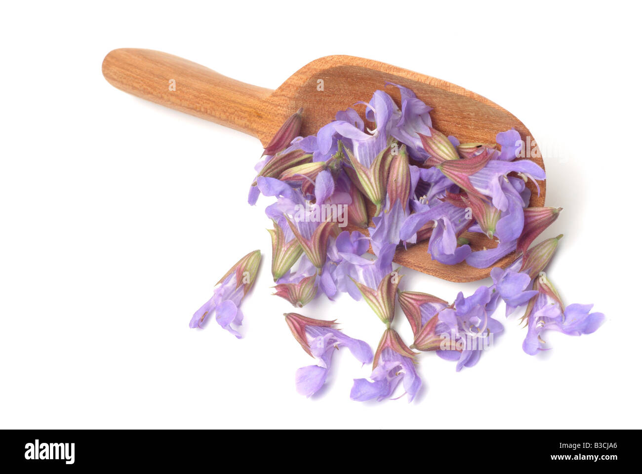 medicinal plant Common Sage Sage Salvia officinalis Stock Photo