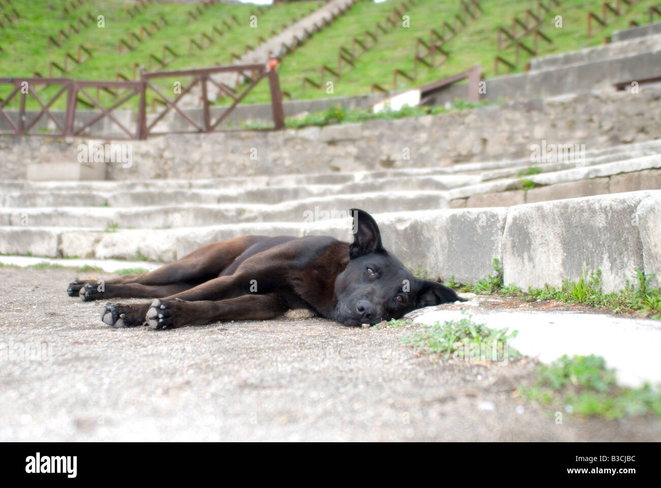 Dog Sleeping at the Teatro Grande. Pompei, Campania Italy Stock Photo