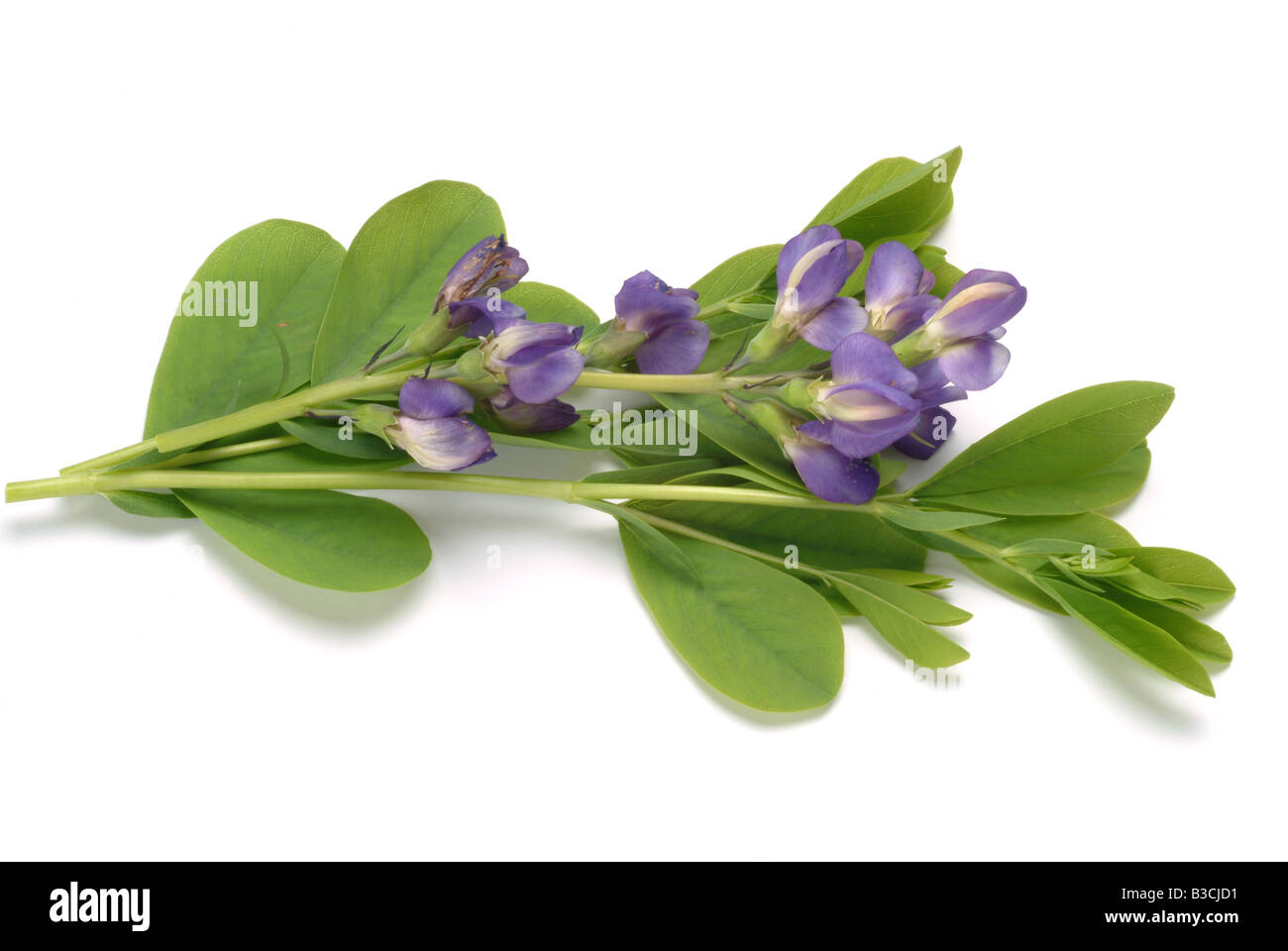 Medicinal plant Blue Indigo wild indigo Baptisia australis Stock Photo