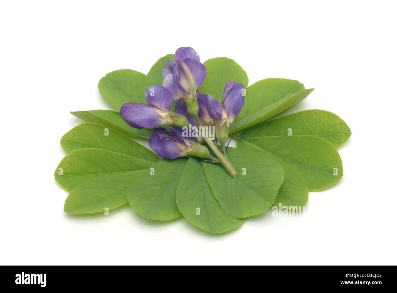 Medicinal plant Blue Indigo wild indigo Baptisia australis Stock Photo