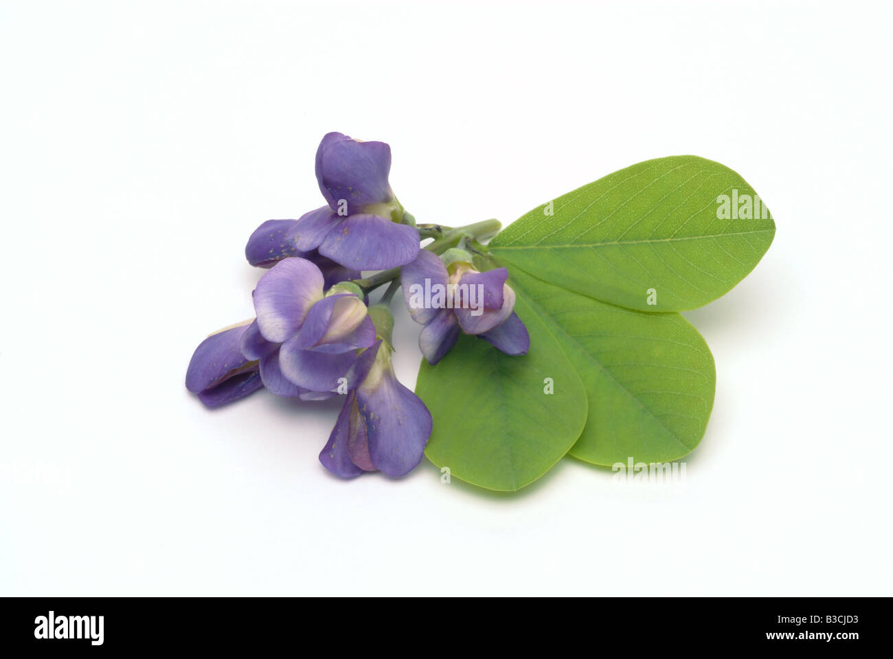 Medicinal plant Blue Indigo wild indigo Baptisia australis Stock Photo