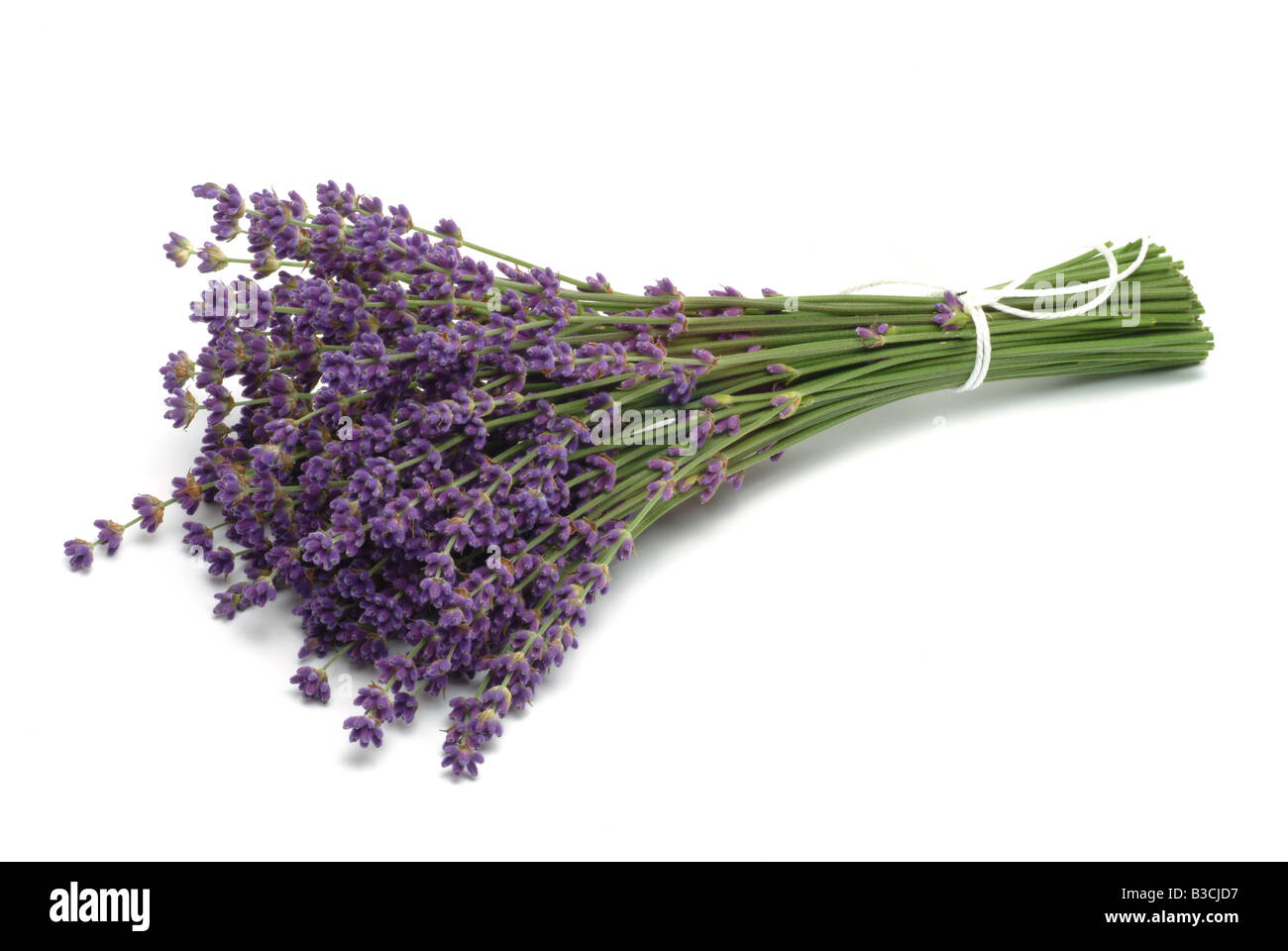 Medicinal plant Lavender Lavandula angustifolia Lavandula officinalis Lavender vulgaris Stock Photo