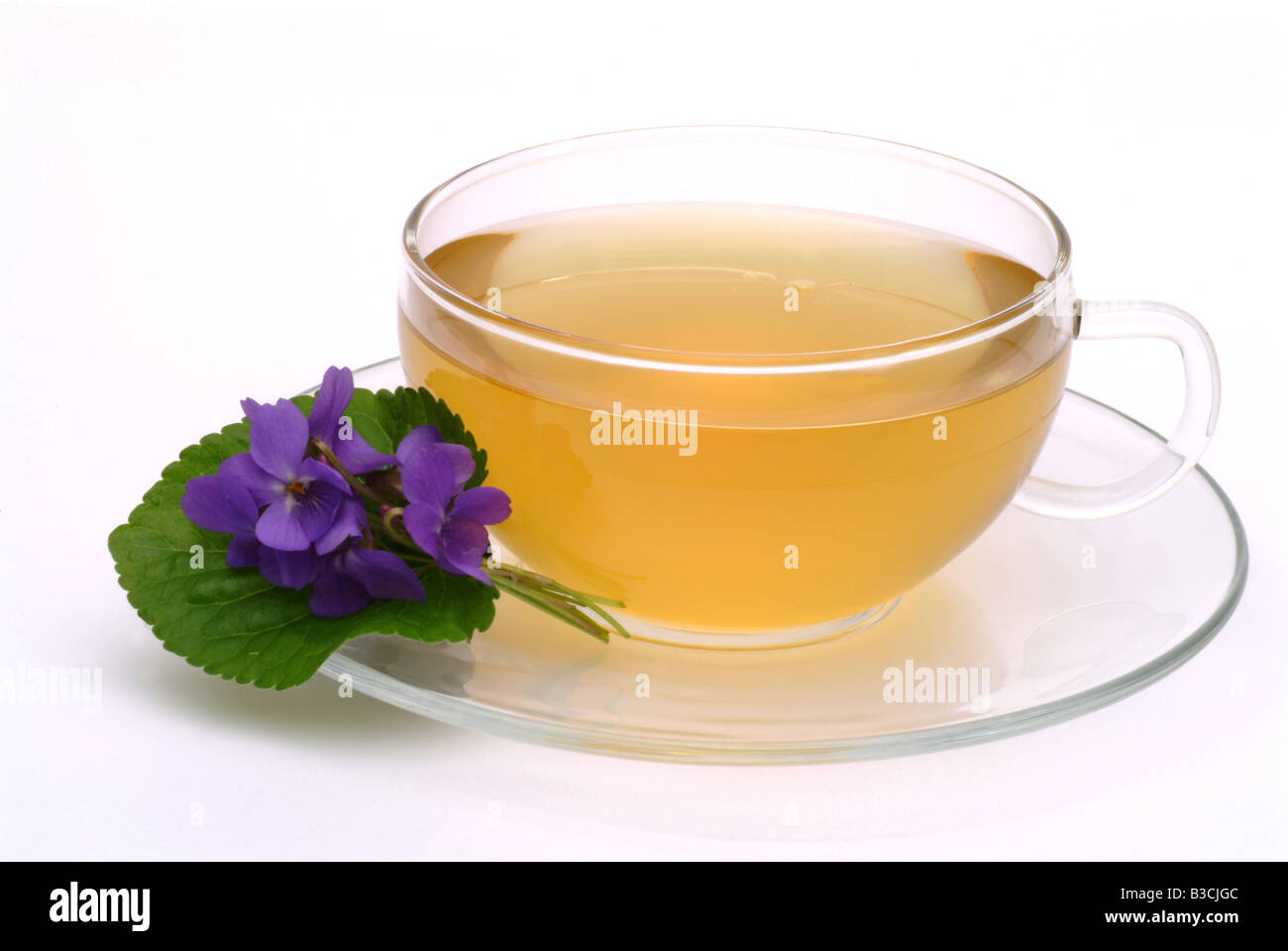 Medicinal herb tea and Blossom of the medicinal plant Violet Viola odorata Viola mammola Stock Photo