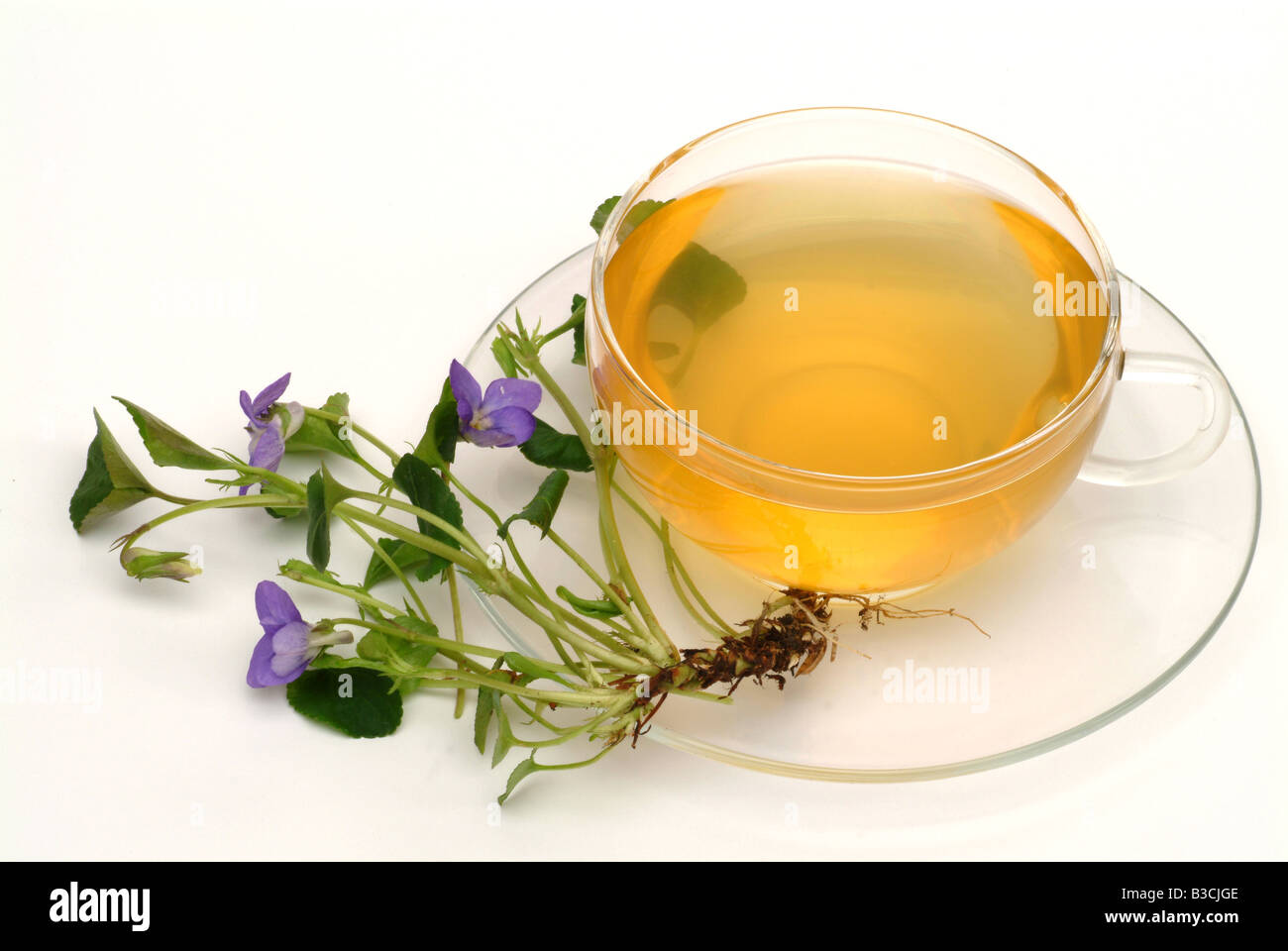 Medicinal herb tea and Blossom of the medicinal plant Violet Viola odorata Viola mammola Stock Photo