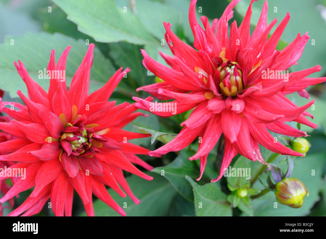 Gardener and dahlias hi-res stock photography and images - Alamy