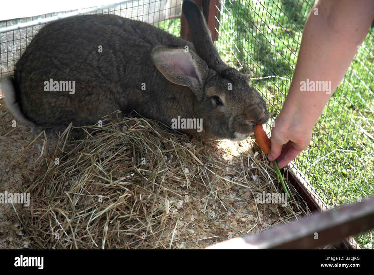 Giant rabbit hires stock photography and images Alamy