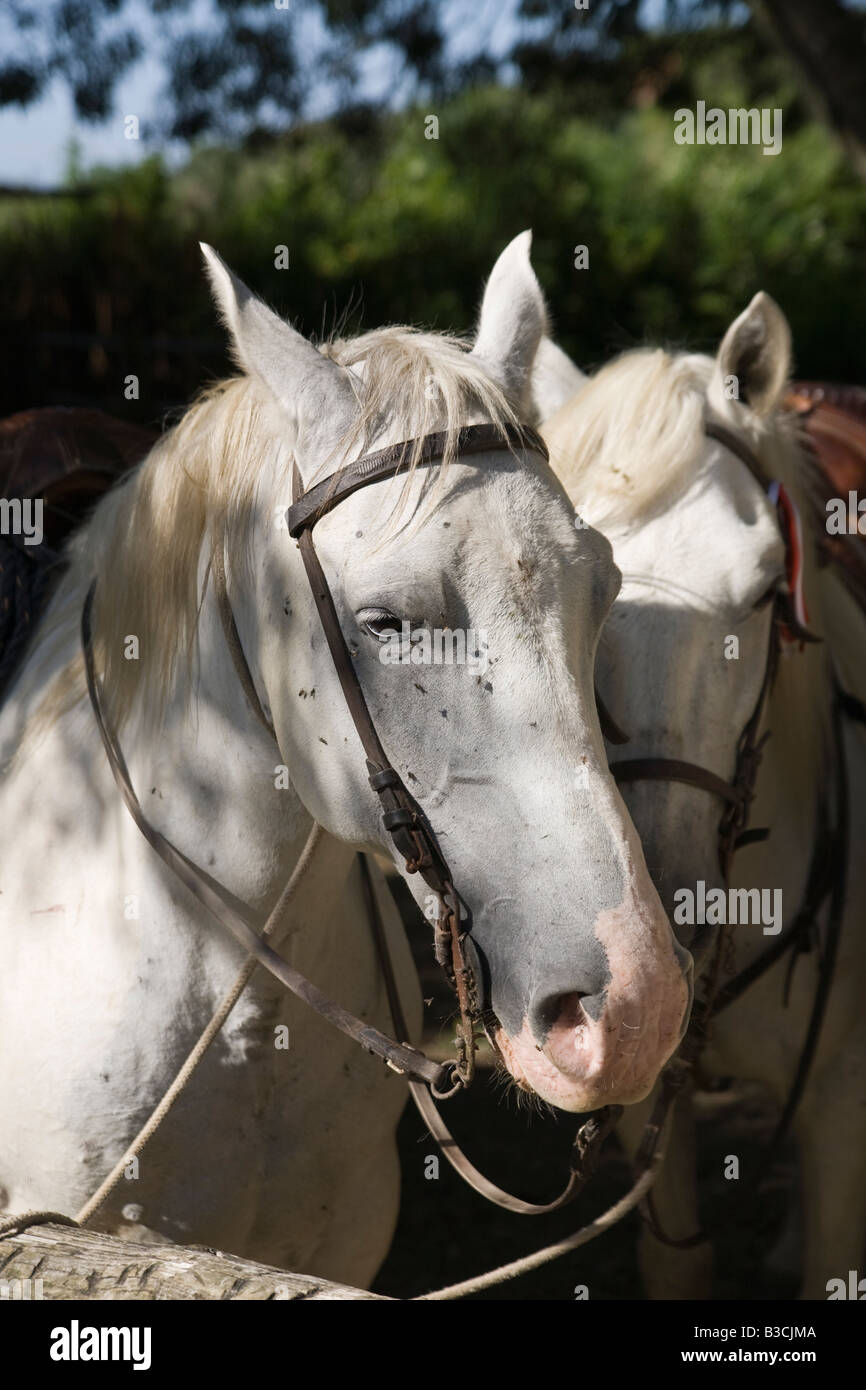 Heads of Camargue horses with reins, Gard, France Stock Photo