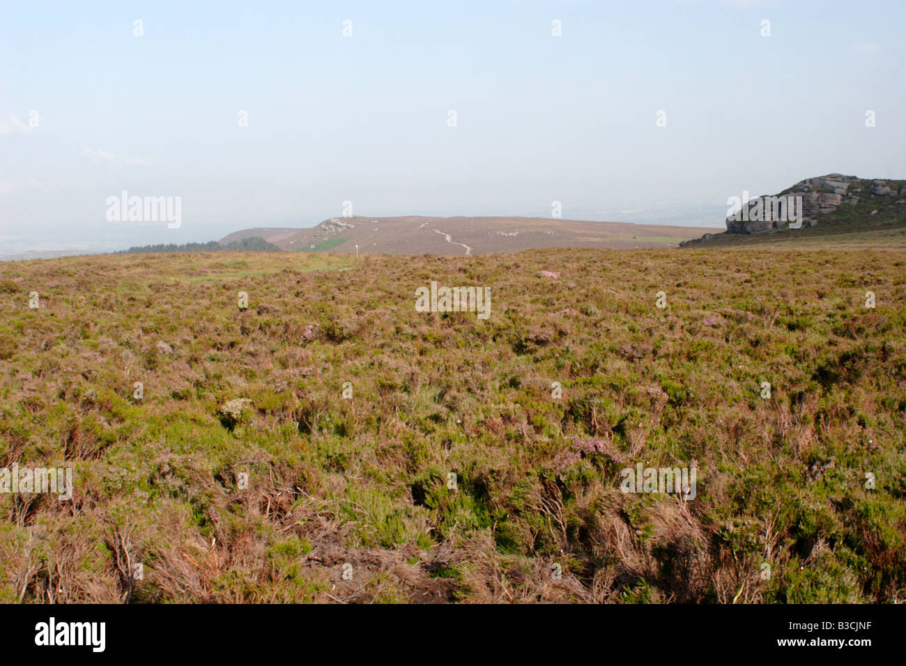 View of the heather moorland at Simonside Ridge, Near Rothbury, Northumberland National Park, UK Stock Photo