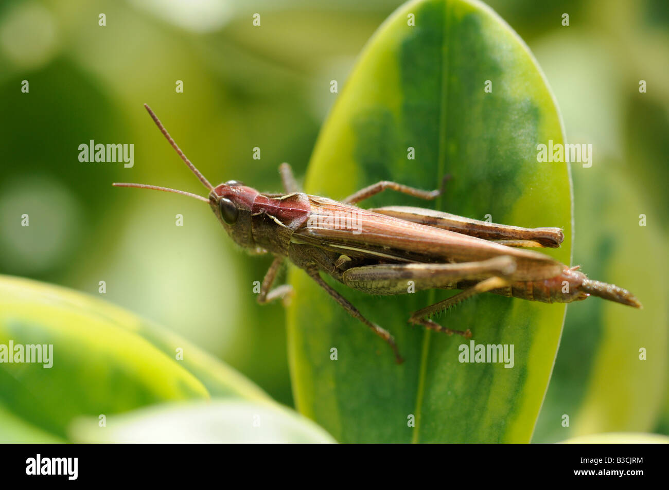 Field Grasshopper (male) - Chorthippus brunneus Stock Photo