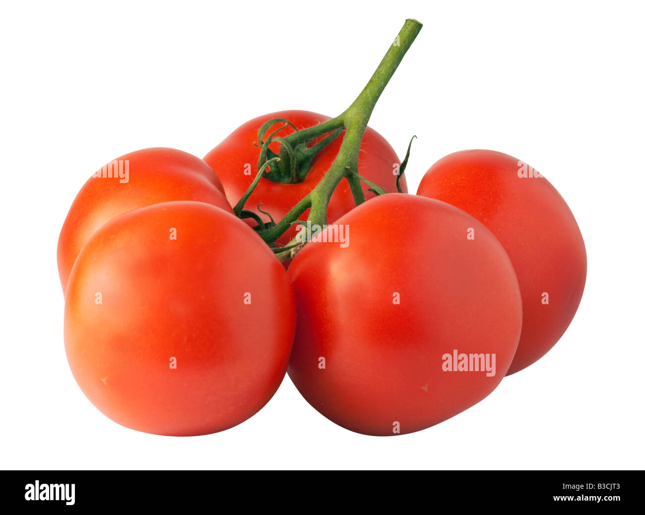 branch of red juicy tomatoes Stock Photo - Alamy