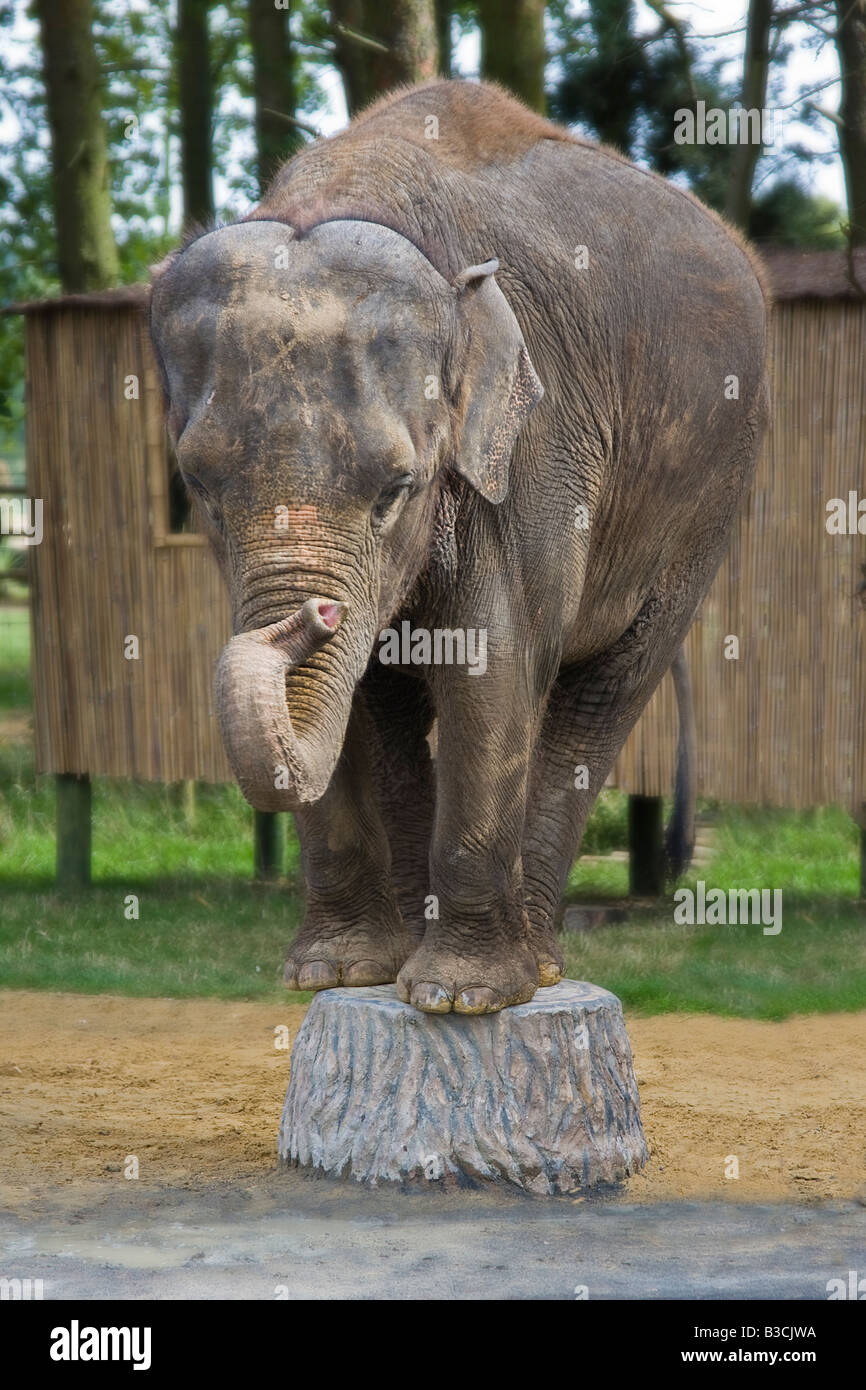 An asian elephant performing a trick by standing with all four feet on