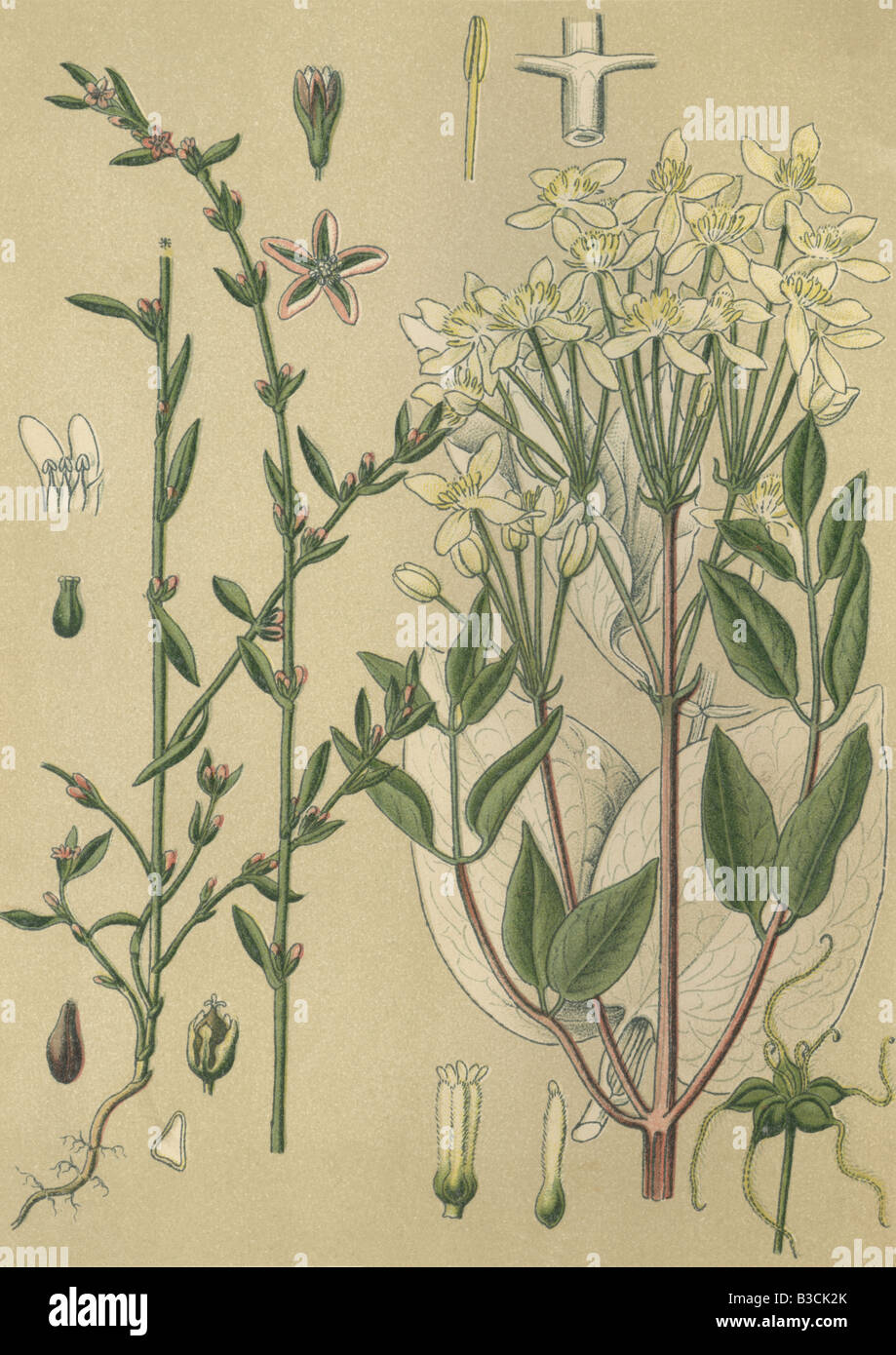 Historical chromo image 1880 of medicinal plant Polygonum aviculare centinodia left und medicinal plant Clematis Clematis vitalb Stock Photo
