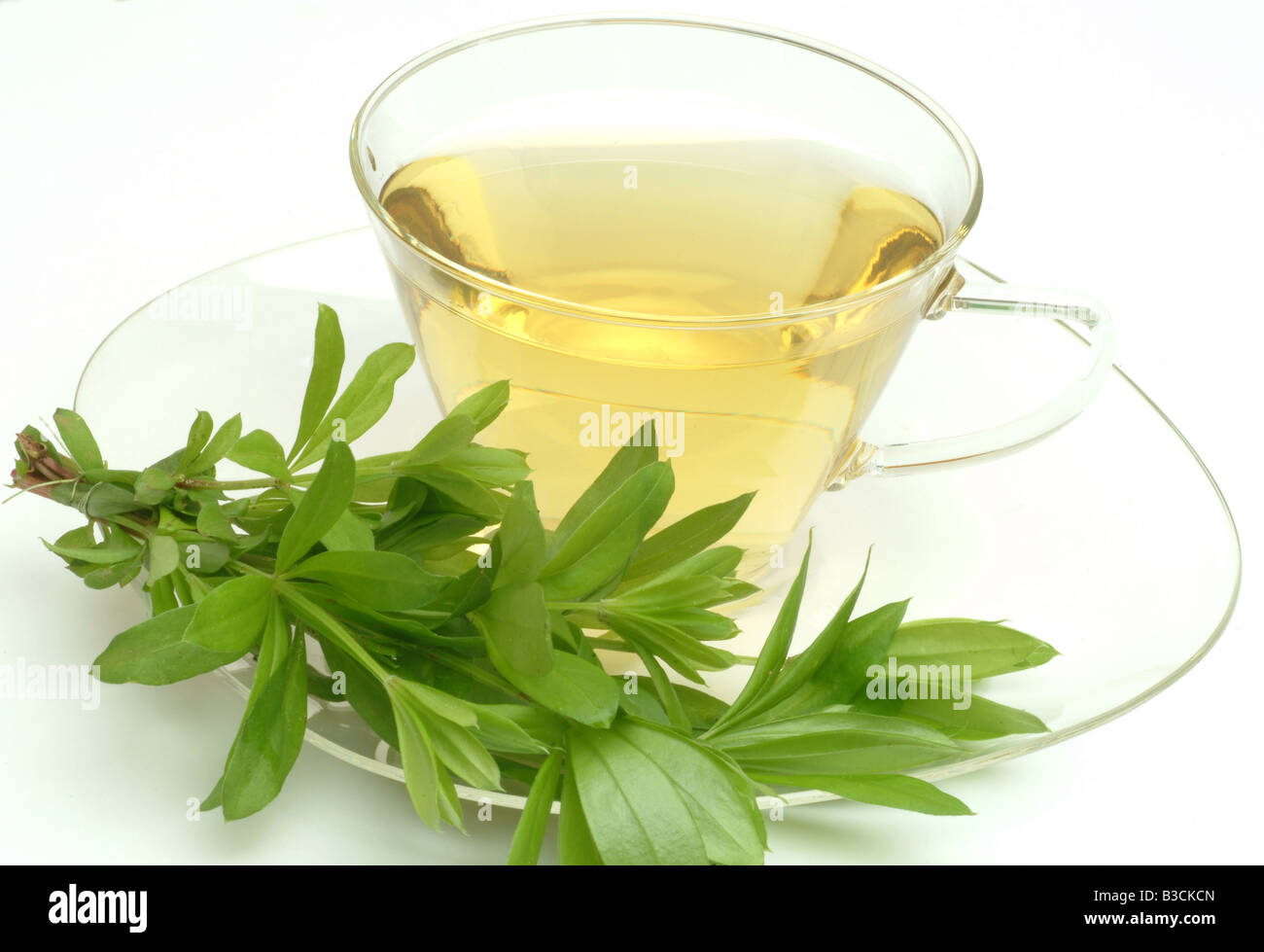 tea made of Sweet woodruff medicinal tea herbtea woodrufftea Galium odoratum Asperula odorata Caglio oderoso te Stock Photo