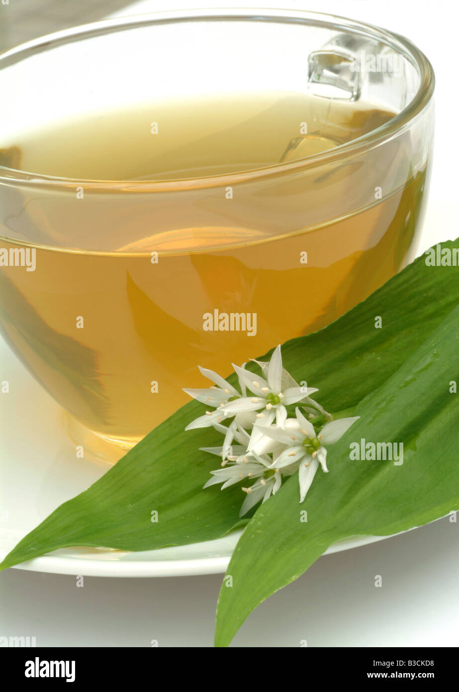 Heil oder Kräutertee aus Bärlauch medicinal tea made of Ramson Stock Photo