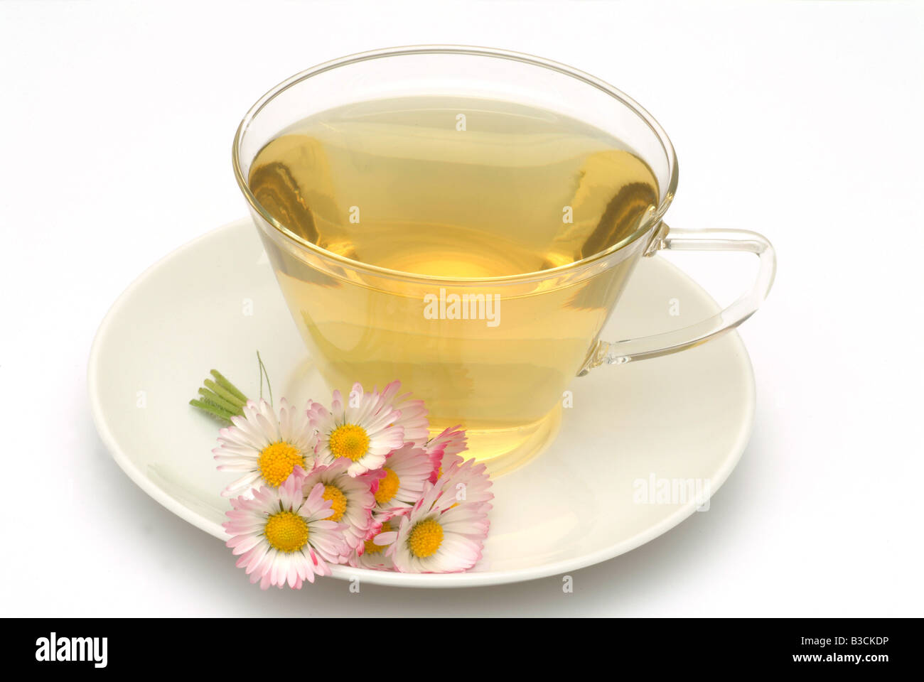 medicinal tea made of Daisy fresh blossoms and cup of tea herb medicinal plant Margheritina dei prati Pratolina comune te Stock Photo