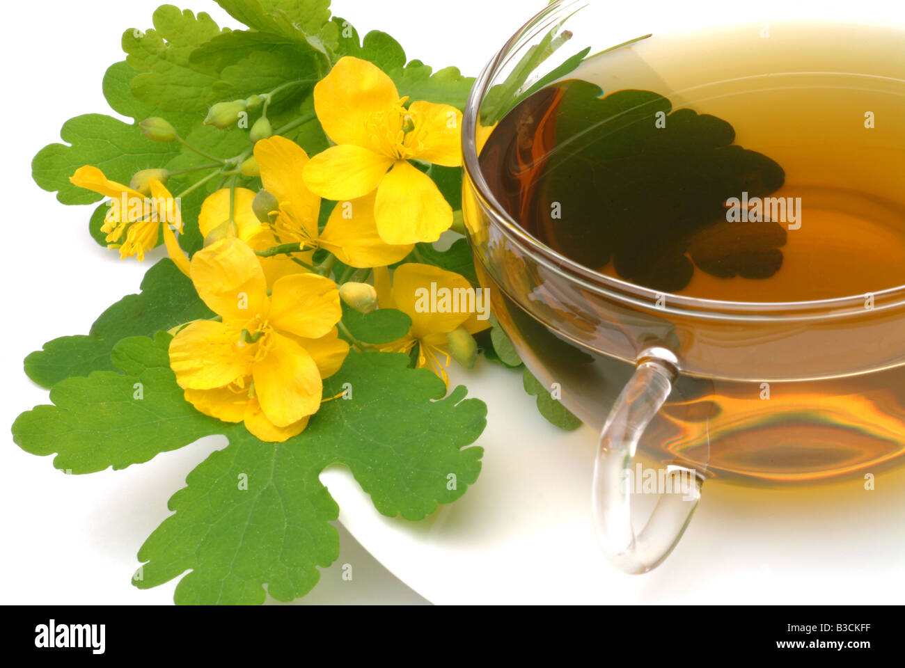 Chelidonium majus majur medicinal plant tea Celandine Celidonia infuso te Stock Photo