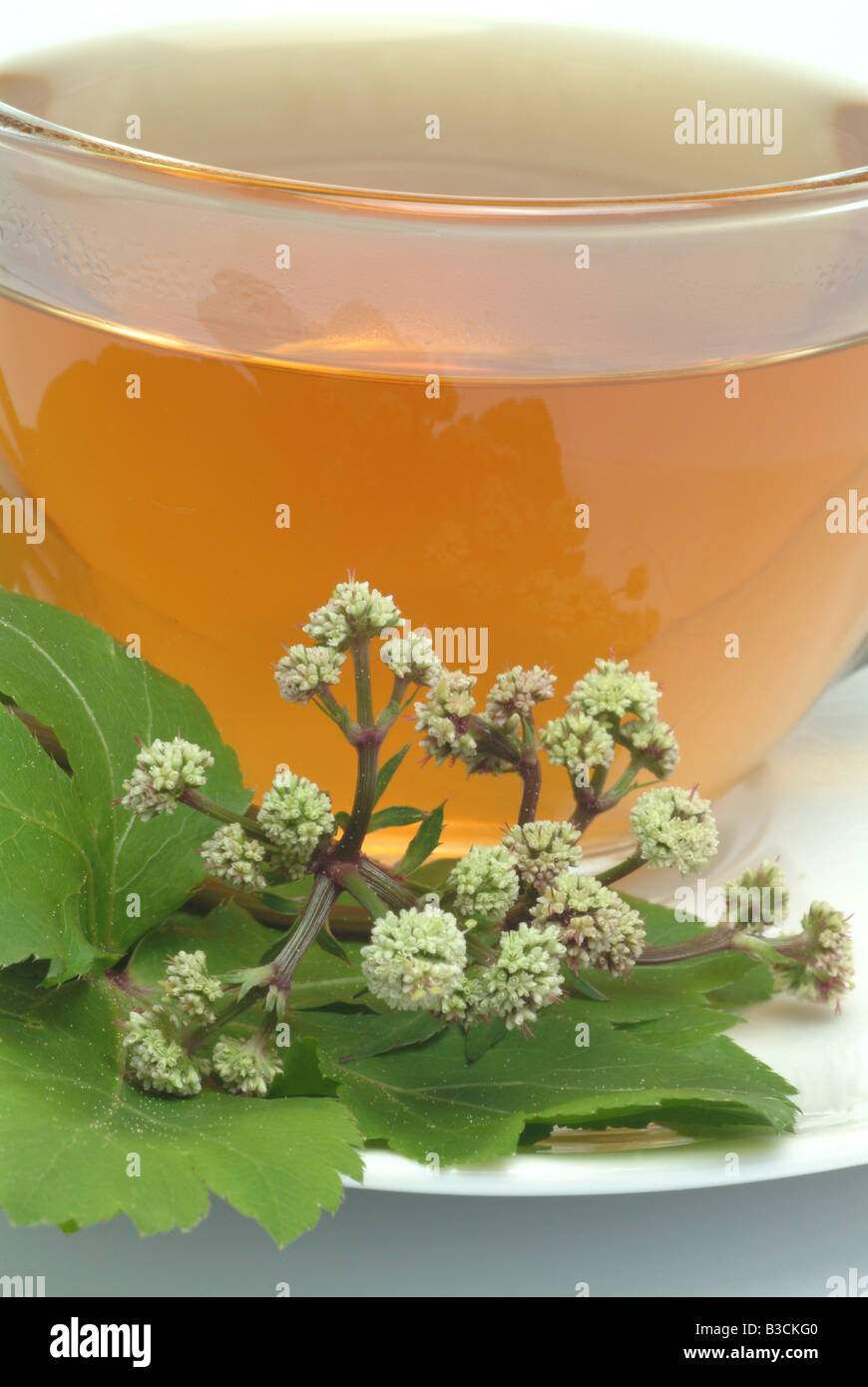 medicinal tea made of Sanikel Sanicula europaea sanicle erba fragolina Stock Photo
