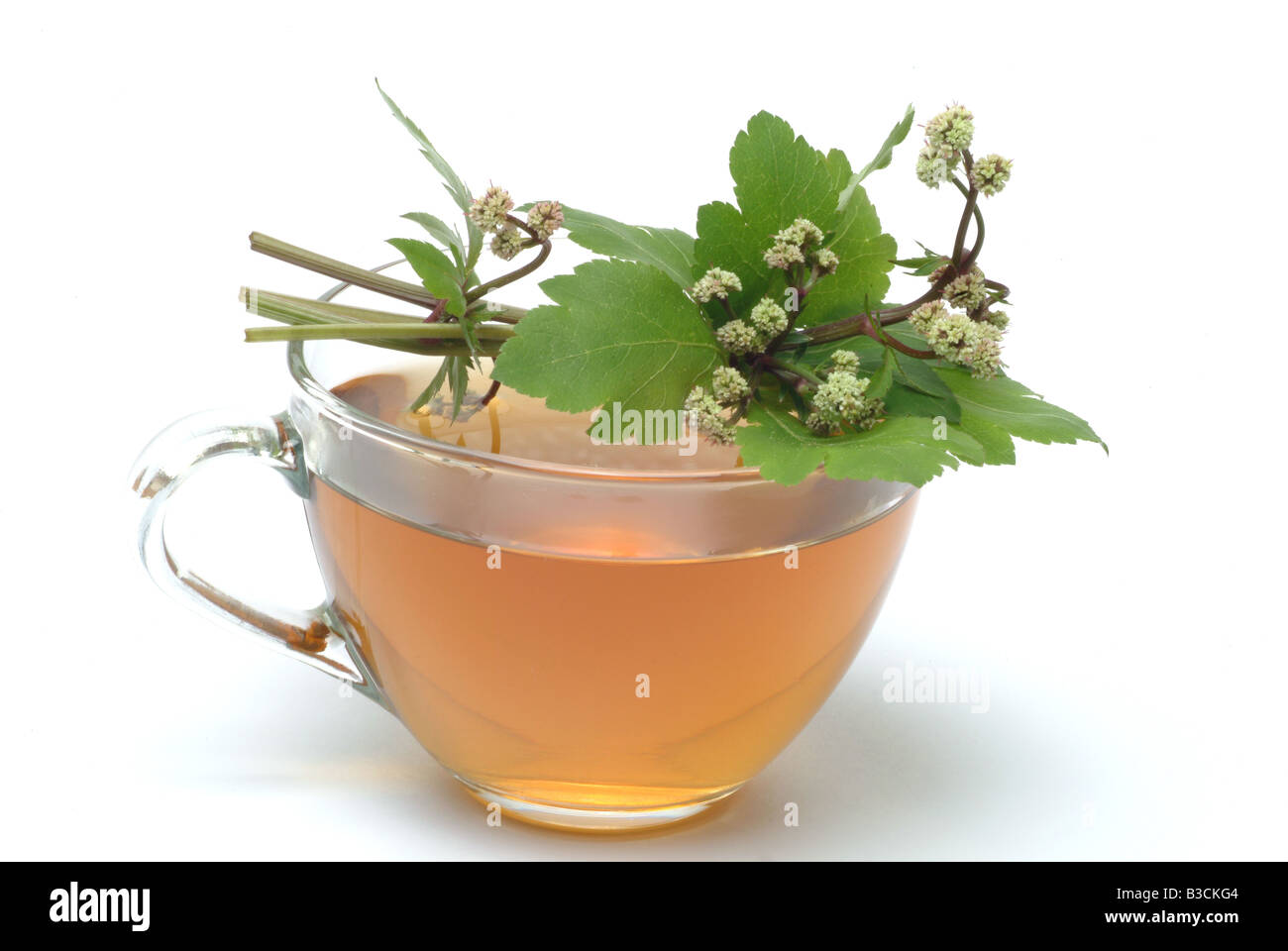 medicinal tea made of Sanikel Sanicula europaea sanicle erba fragolina Stock Photo