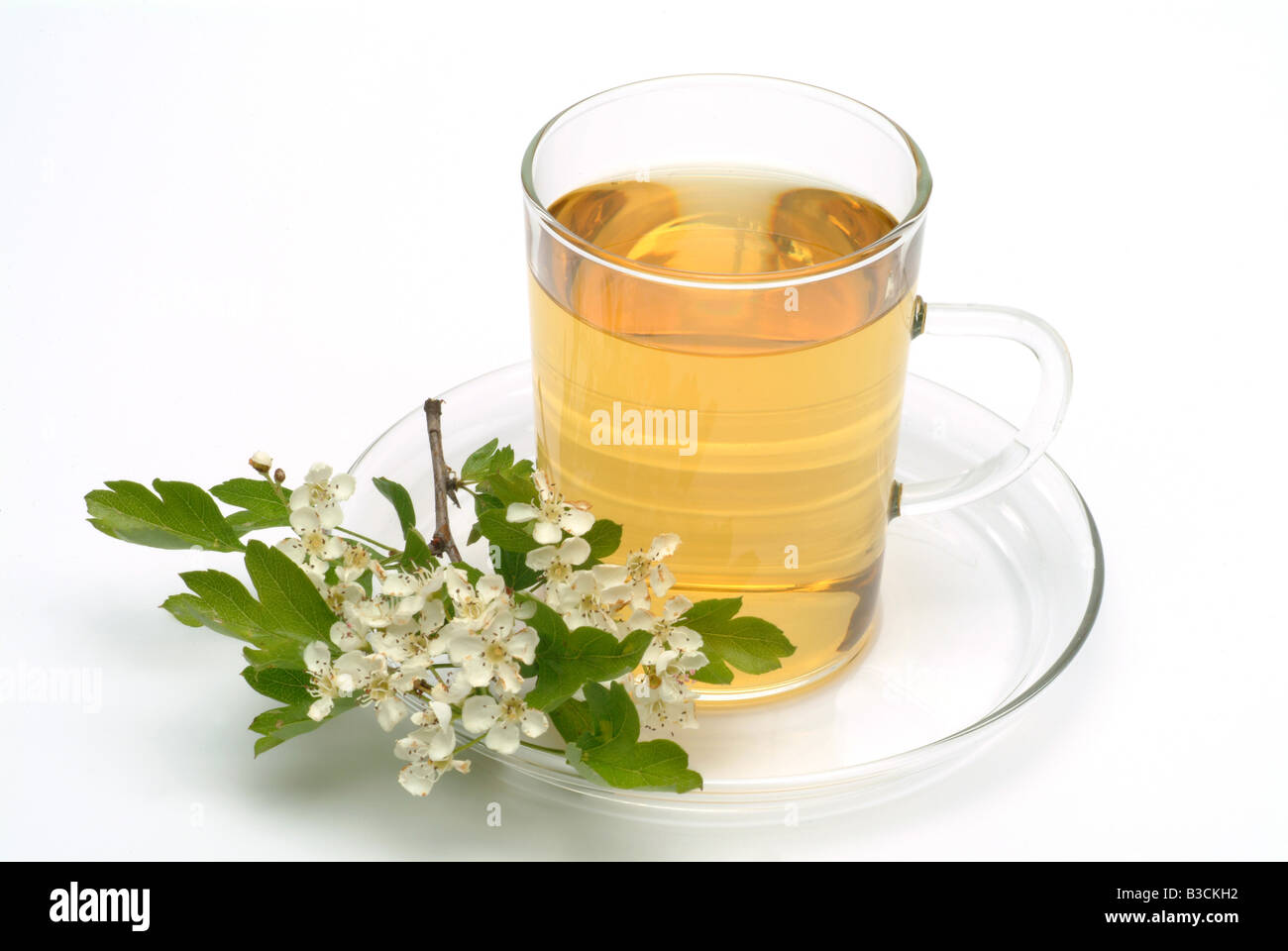 medicinal tea made of Common hawthorn fresh parts and cup of tea herb medicinal plant Biancospino comune te Stock Photo