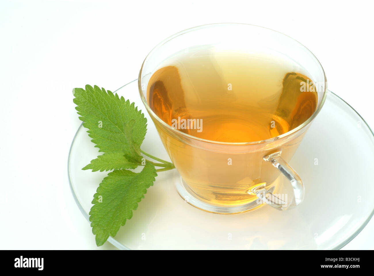 medicinal tea made of Balm Lemon Balm Sweet Balm fresh leaves and cup of tea herb medicinal plant Citronella Melissa vera te Stock Photo