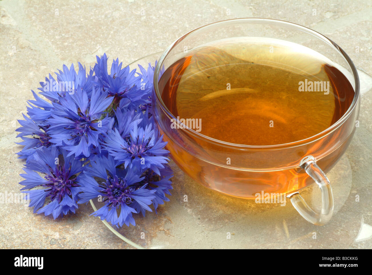 medicinal tea te Centaurea cyanus Cornflower medicinal plant Fiordalismo vero Stock Photo
