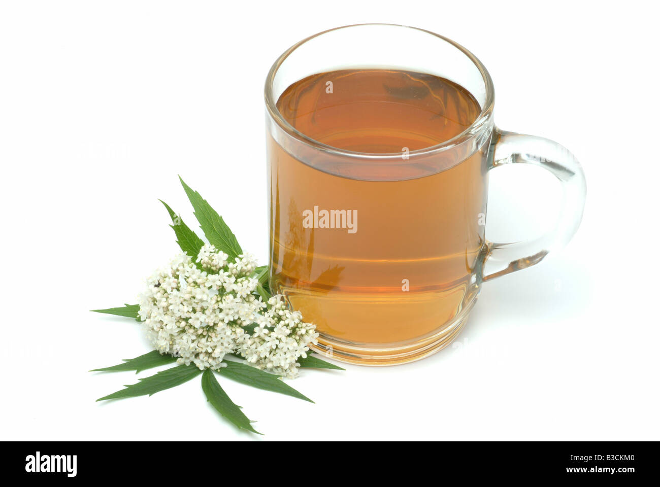 medicinal tea made of Valeriana officinalis medicinal plant Valerian Valeriana pianta medicinale te Stock Photo