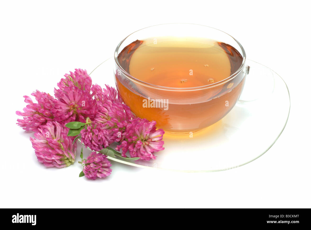medicinal tea of Red Clover Trifolium pratense te Trifolgio dei Prati rosso Stock Photo