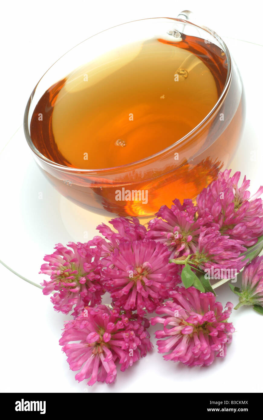 medicinal tea of Red Clover Trifolium pratense te Trifolgio dei Prati rosso Stock Photo