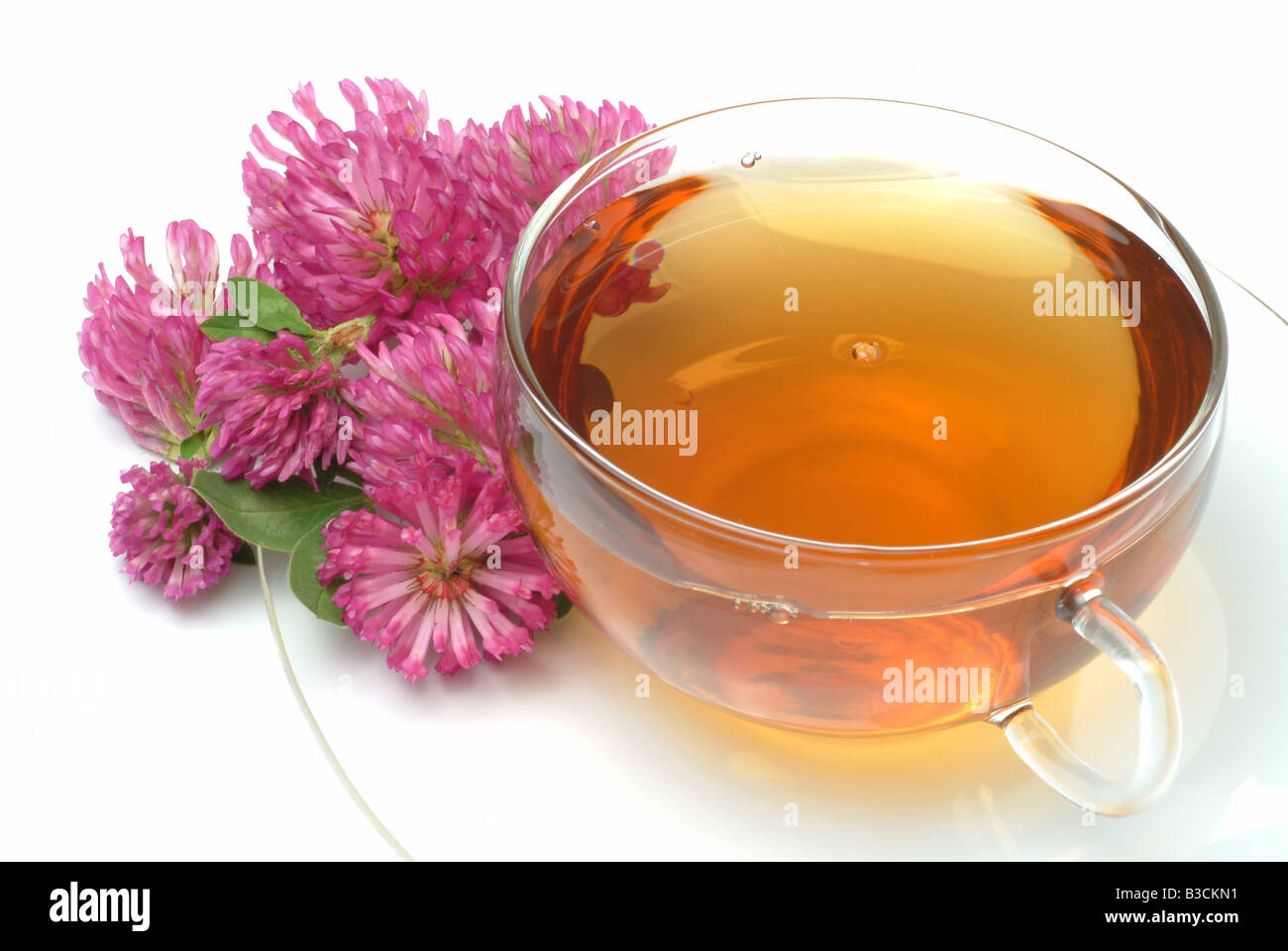 medicinal tea of Red Clover Trifolium pratense te Trifolgio dei Prati rosso Stock Photo