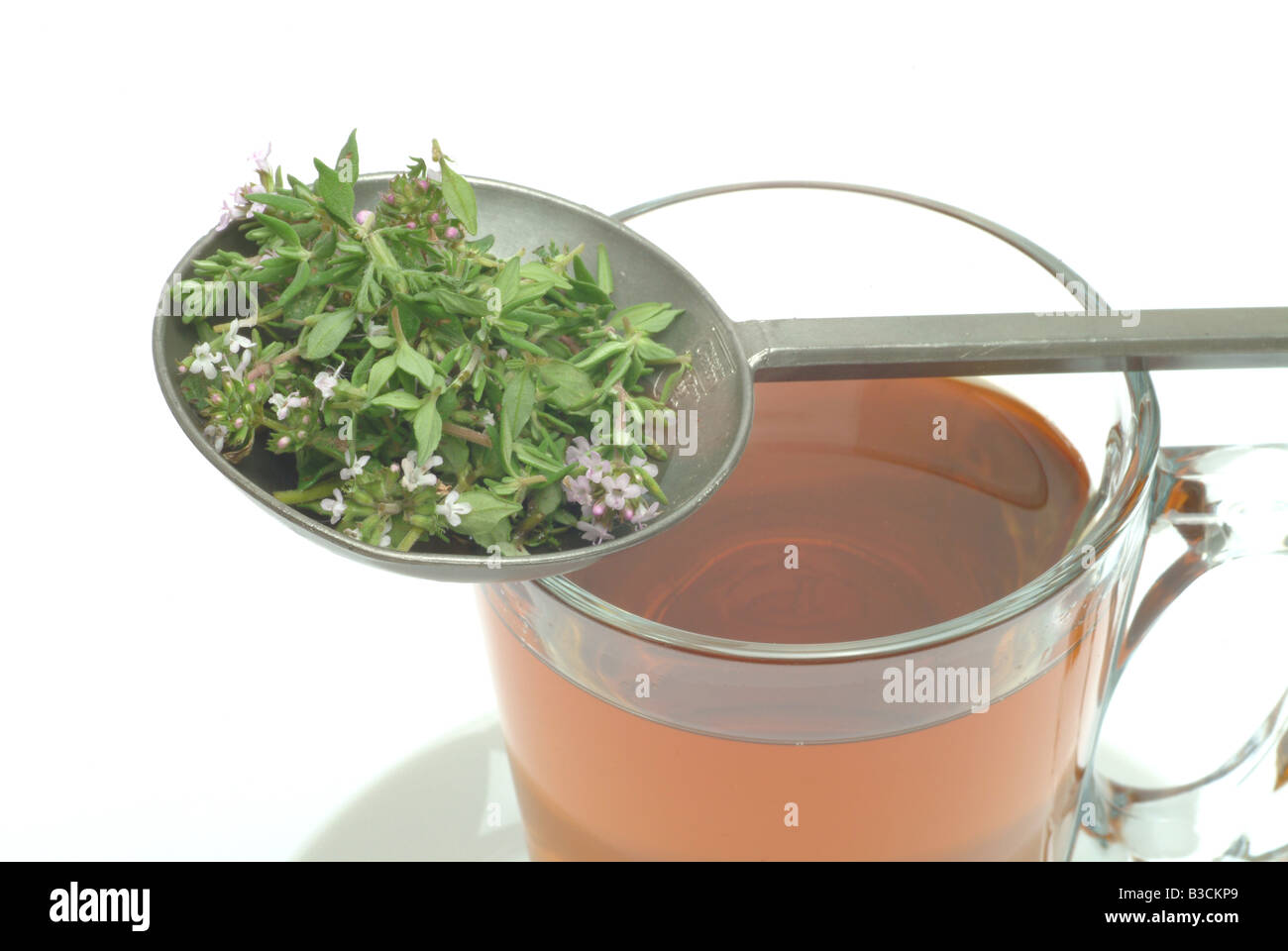 Tee Kräutertee Heiltee Tee aus Thymian Thymiantee medicinal tea herbtea thyme thymetea thymus vulgaris timo Stock Photo