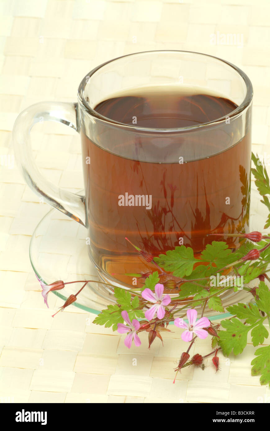 Herb Robert Tea infuso di Geranio di San Roberto Herb Robert Geranium robertianum Geranio di San Roberto medicinal tea Stock Photo