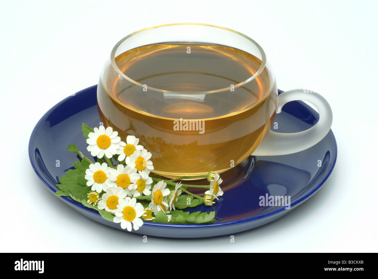 medicinal tea herbtea Feverfew medicinal plant herb Chrysanthemum